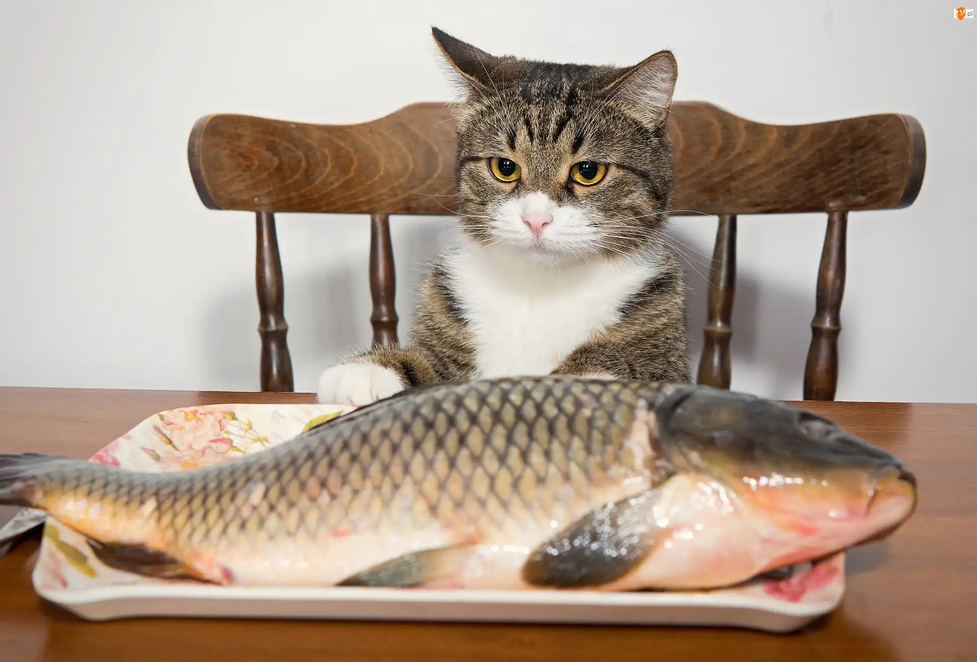 Talerz, Kot, Ryba, Karp