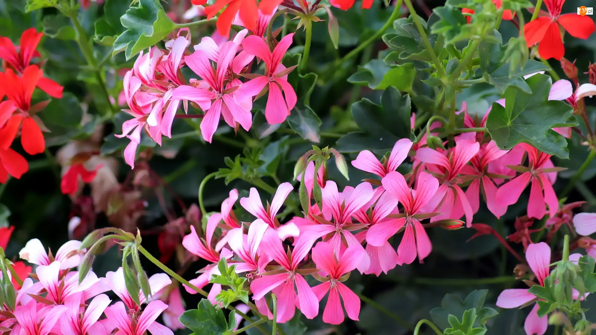 Pelargonia, Różowe, Czerwone, Kwiaty