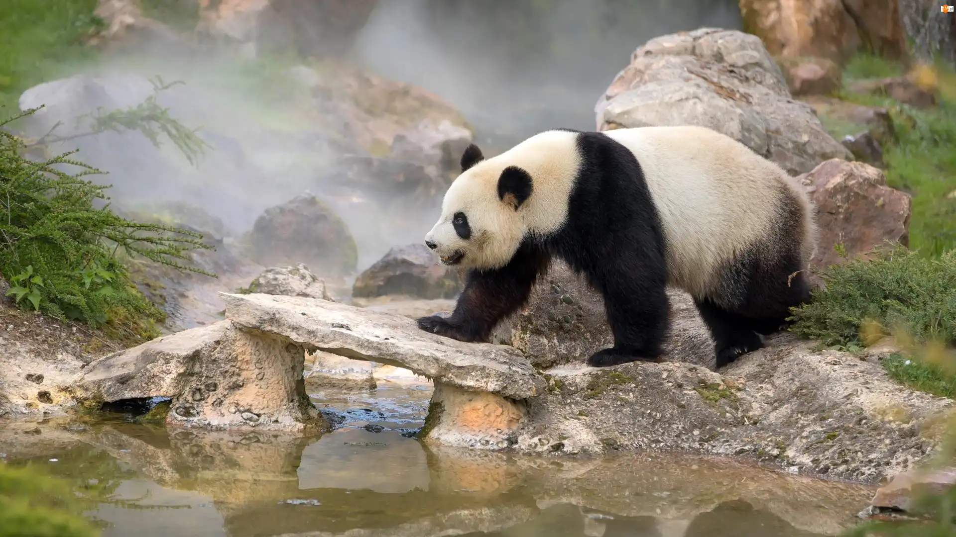 Panda wielka, Niedźwiedź, Kamienie, Zarośla, Woda, Mgła