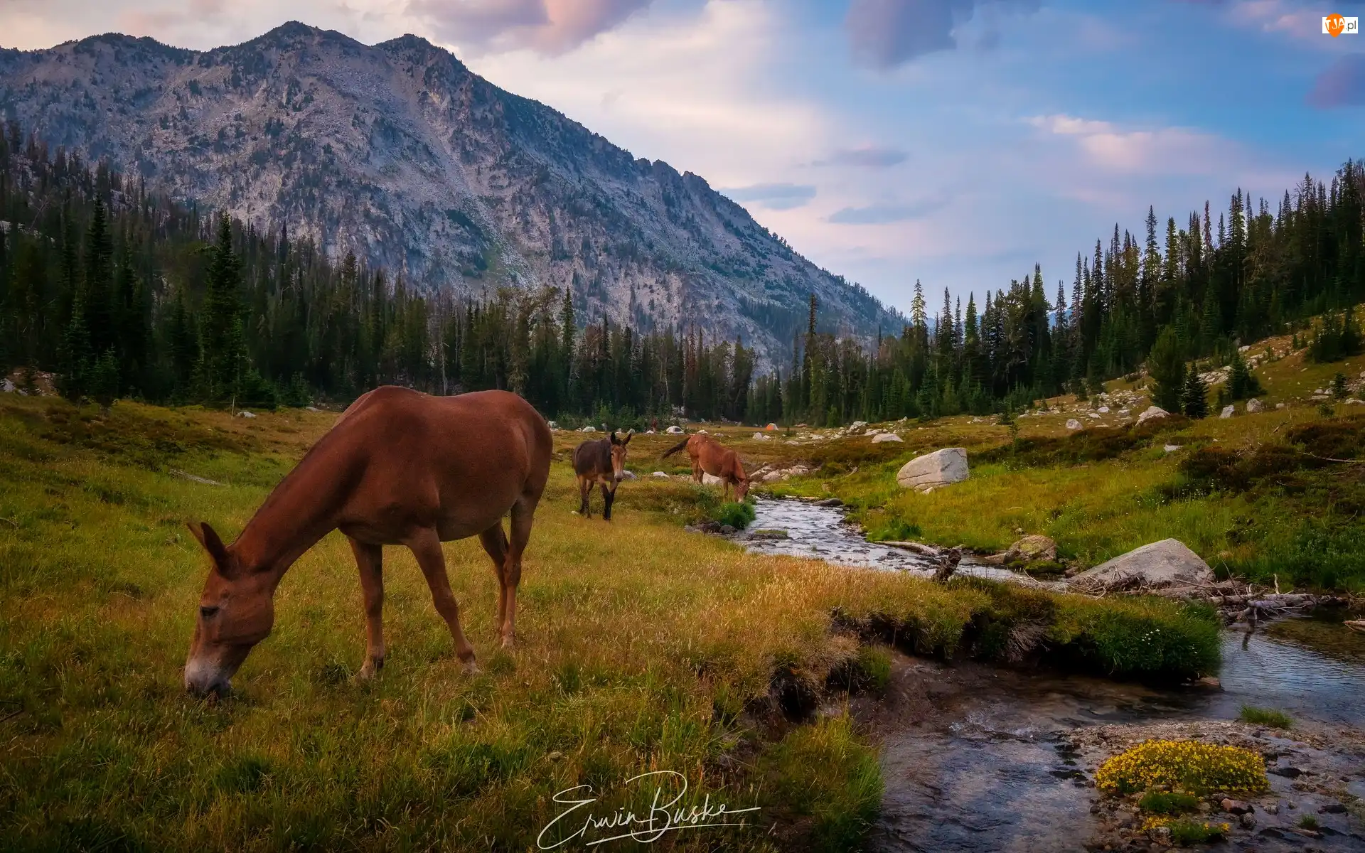 Drzewa, Góry, Lostine River, Stan Oregon, Wallowa Mountains, Konie, Stany Zjednoczone, Rzeka