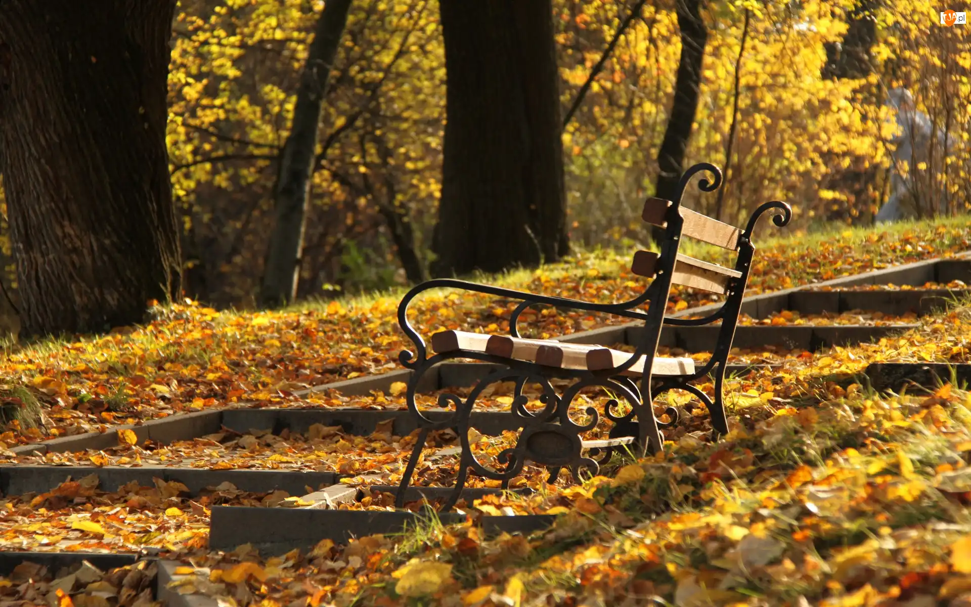 Liście, Park, Ławka, Jesień