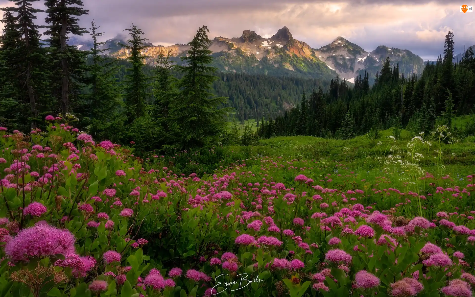Stany Zjednoczone, Góry, Stan Waszyngton, Tawuła, Drzewa, Tatoosh Range, Łąka, Park Narodowy Mount Rainier, Kwiaty