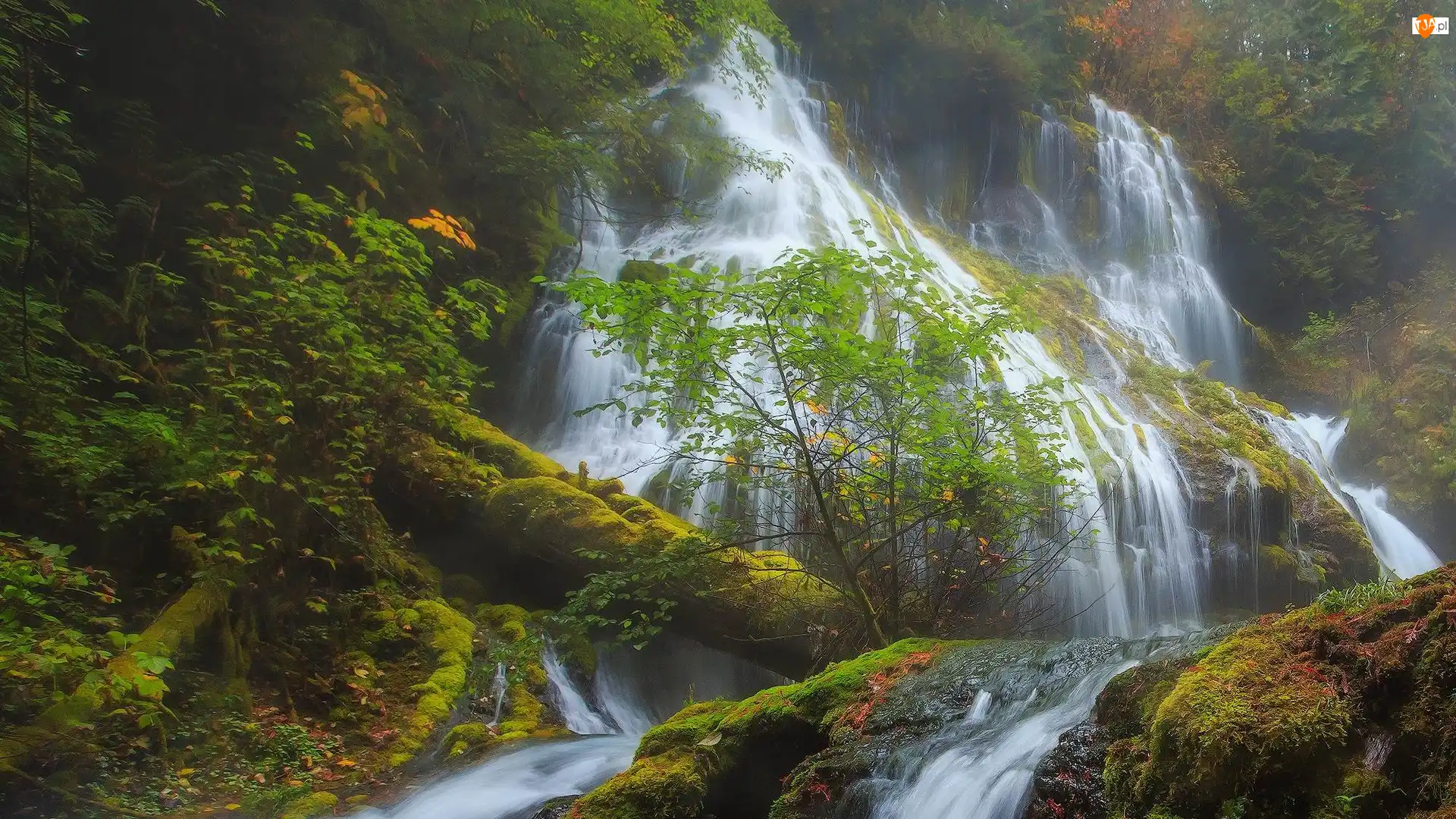 Rośliny, Wodospad, Skały, Stan Waszyngton, Panther Creek Falls, Drzewa, Stany Zjednoczone, Omszone