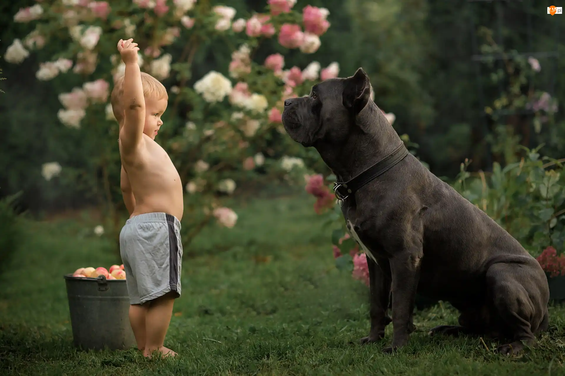 Pies, Cane corso, Jabłka, Duży, Wiadro, Chłopiec, Dziecko