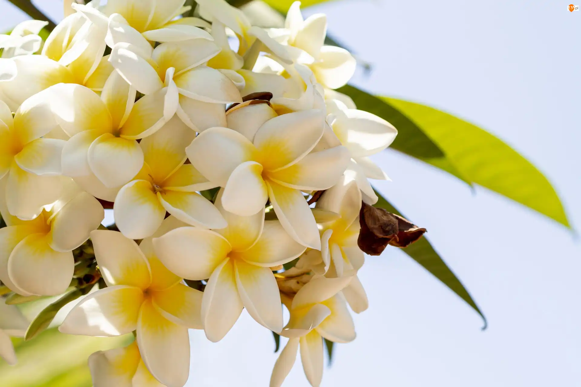 Gałązka, Kwiaty, Plumeria