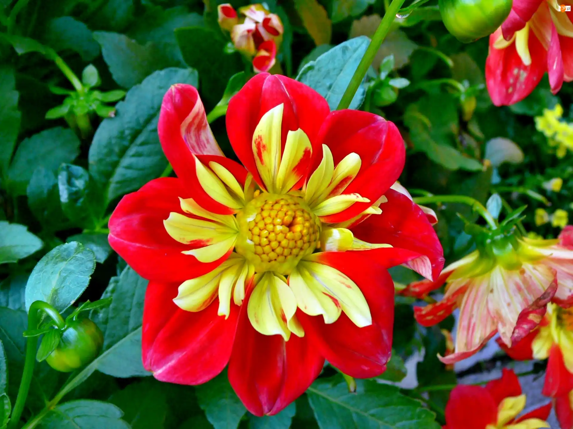 Dalia, Żółto, Czerwona