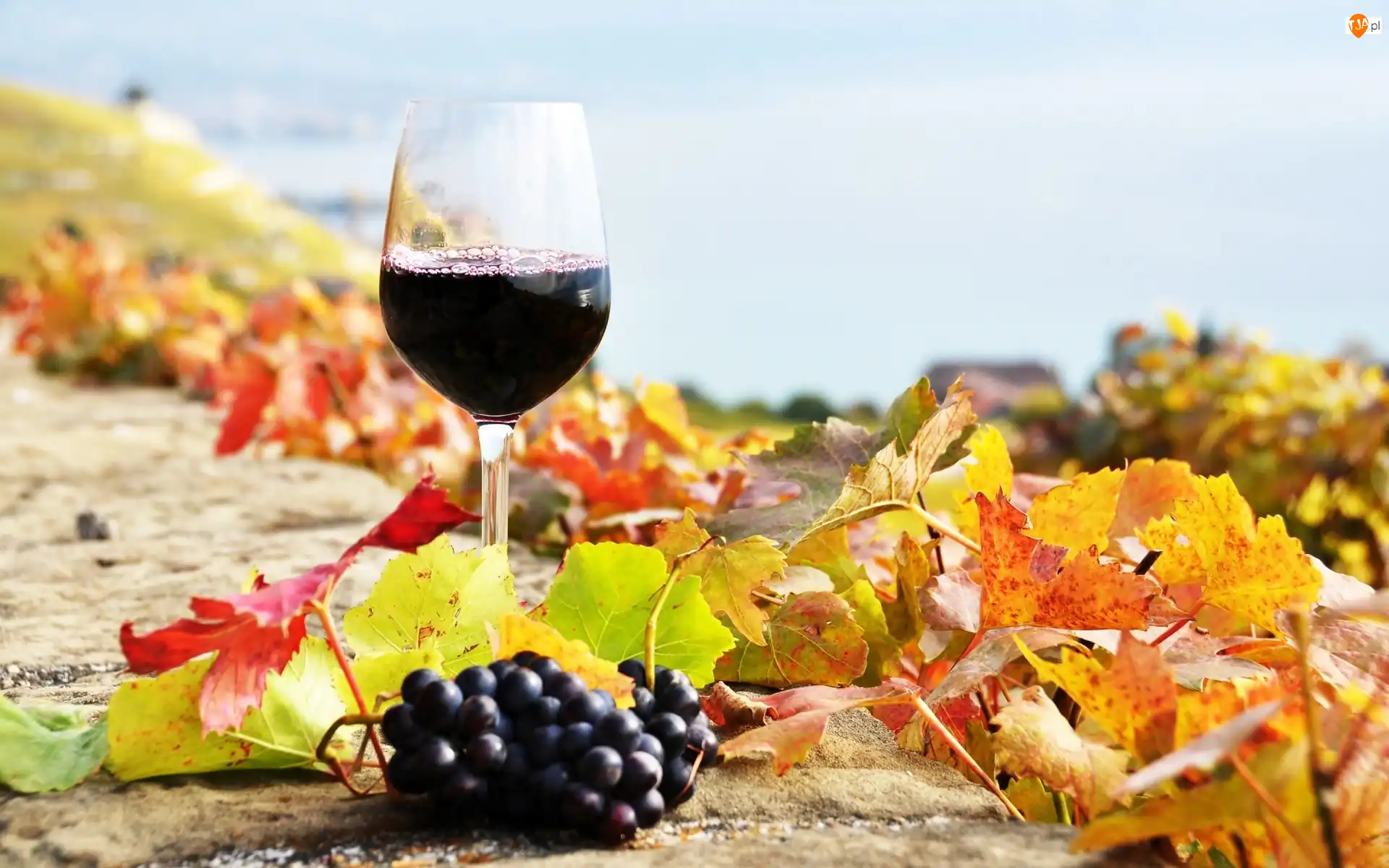 Wino, Licie, Winogrona, Kieliszek