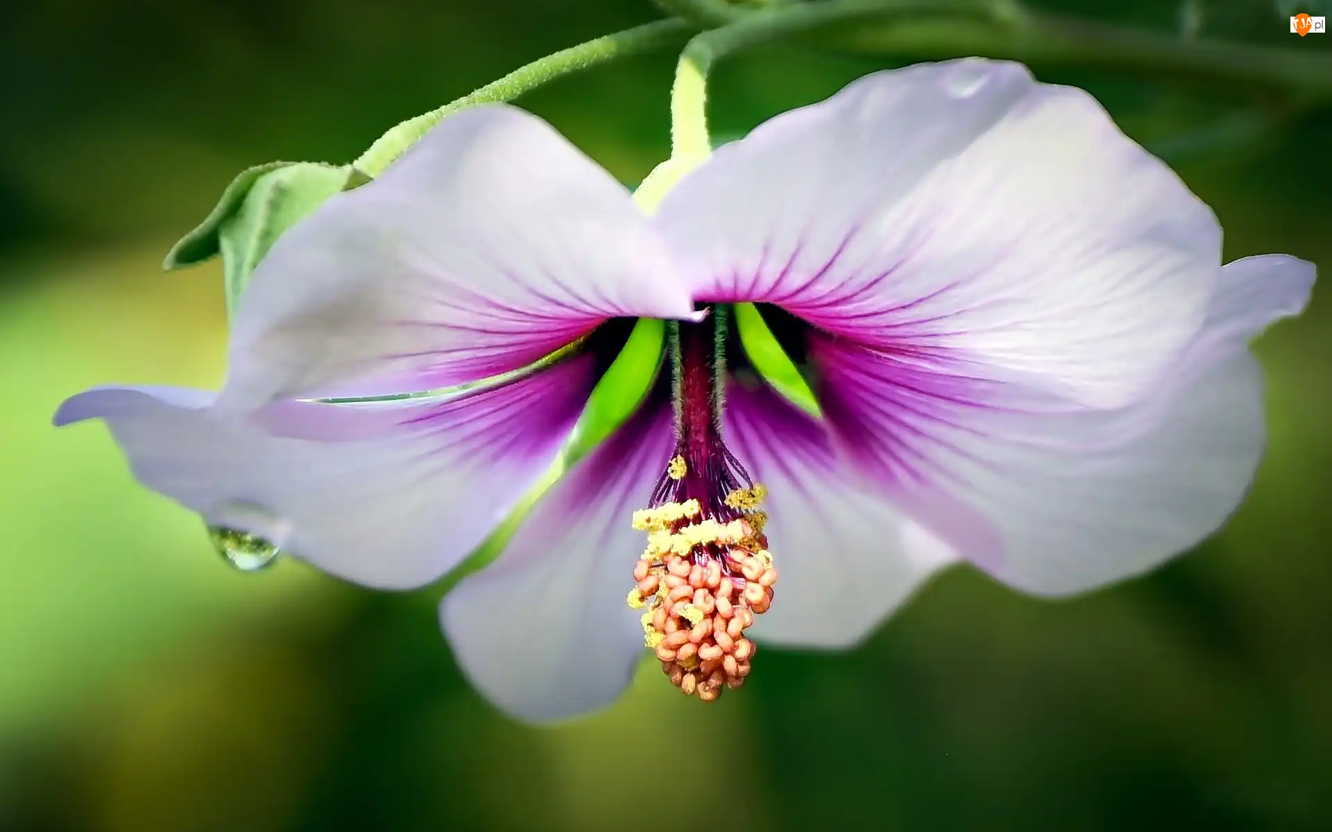 Hibiskus, Biało, Różowy, Kwiat