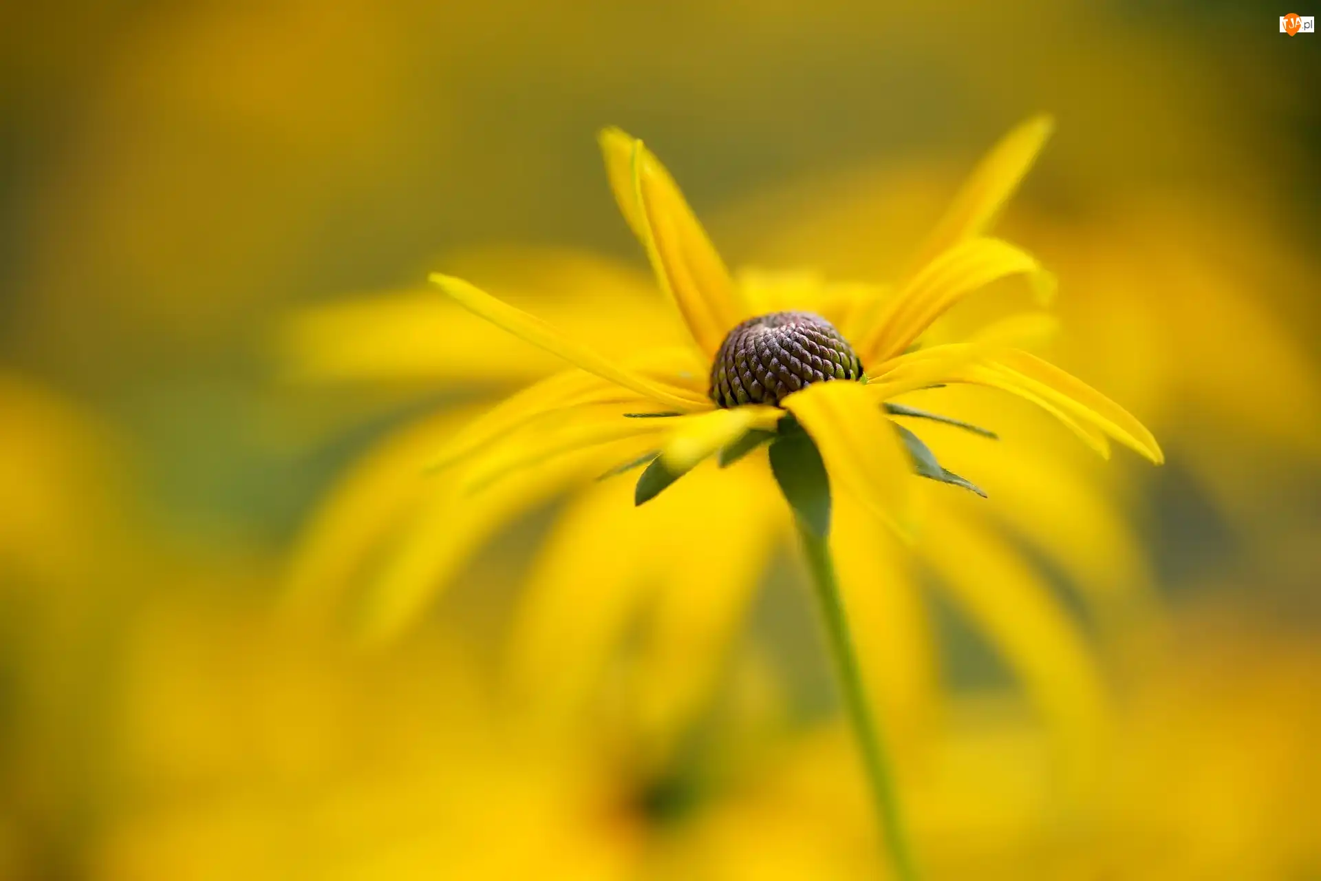 Rudbekia, Tło, Kwiat, Żółty, Rozmyte