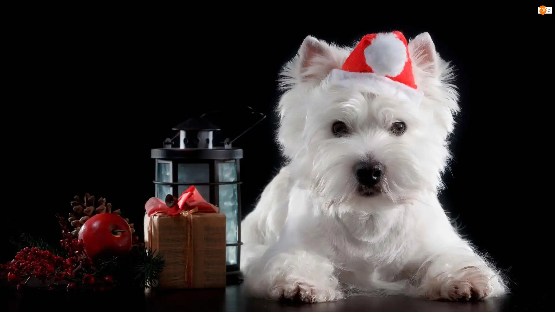 Pies, West Highland White Terrier, Prezent, Biały, Lampion, Mikołaja, Czapka