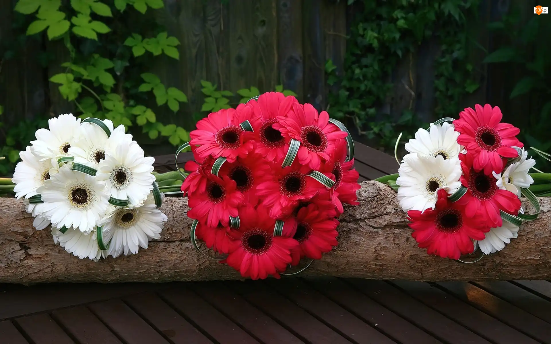 Gerbera, Bukiety, Kwiatów