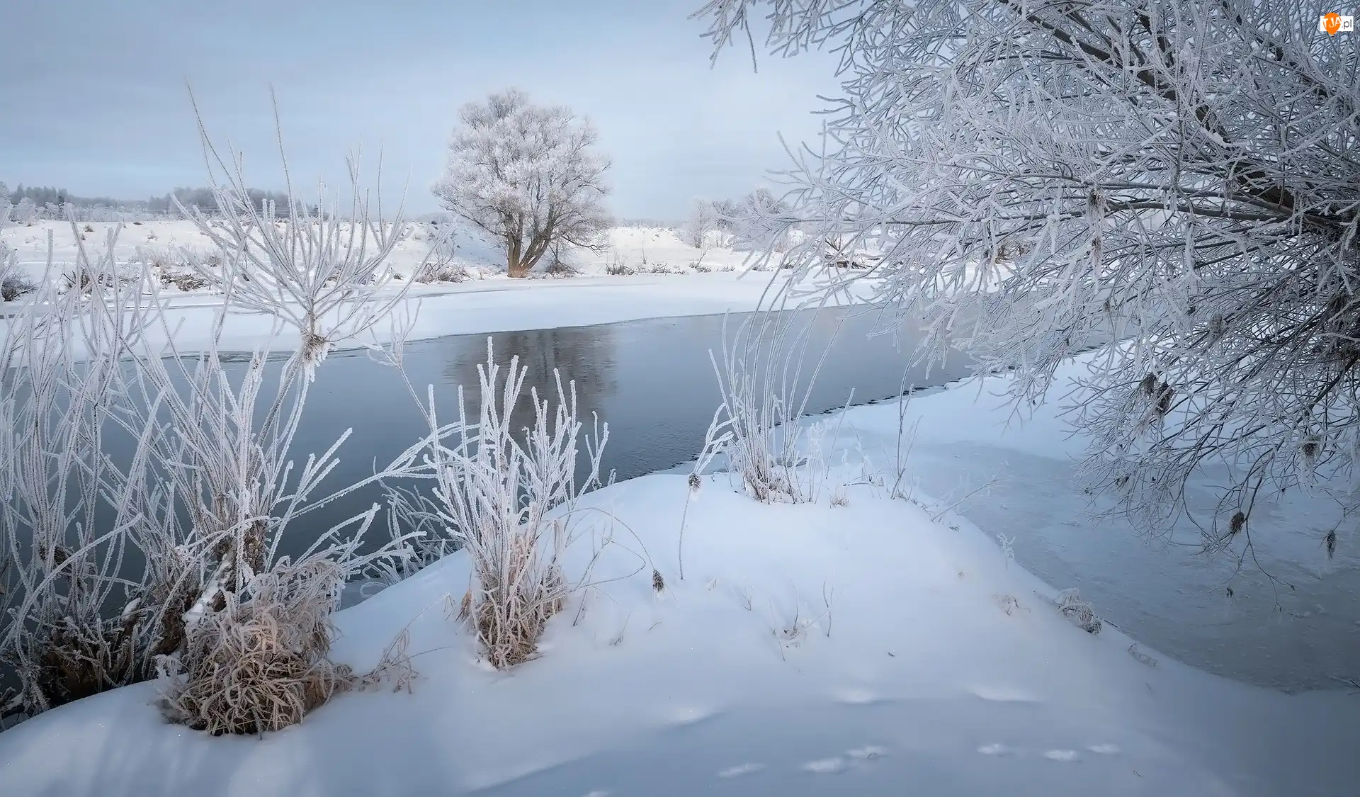 Śnieg, Drzewa, Rzeka, Zima, Rośliny