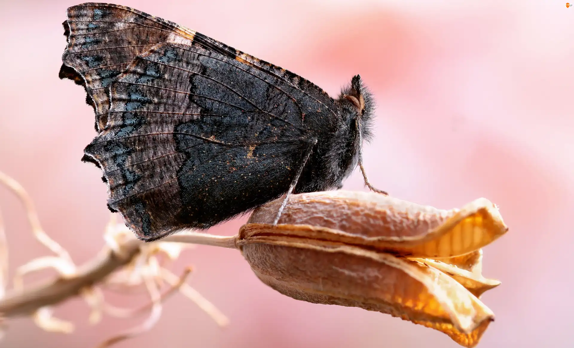 Makro, Ciemny, Motyl, Roślina