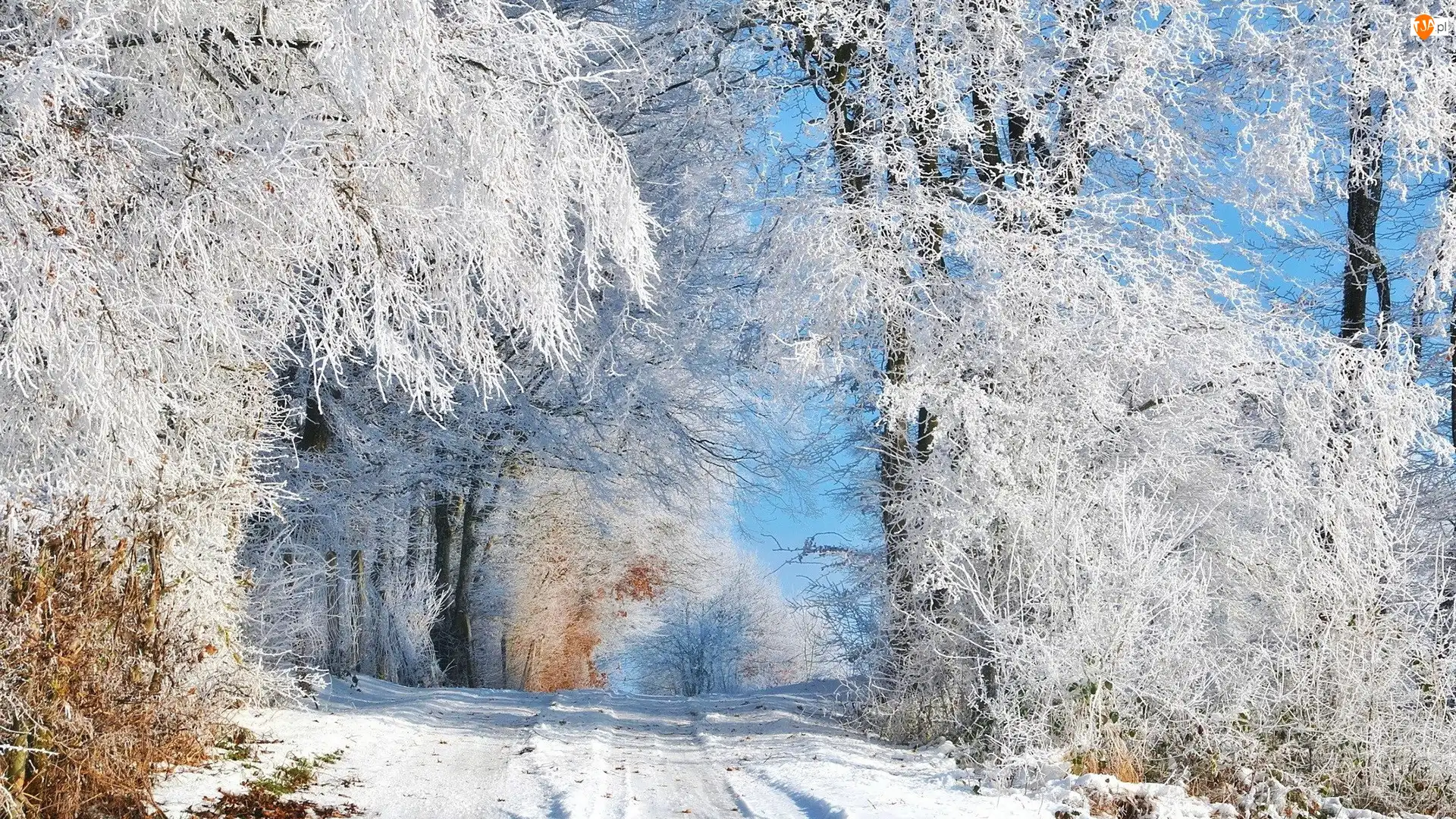 Las, Zima, Drzewa, Śnieg, Ośnieżone, Ścieżka