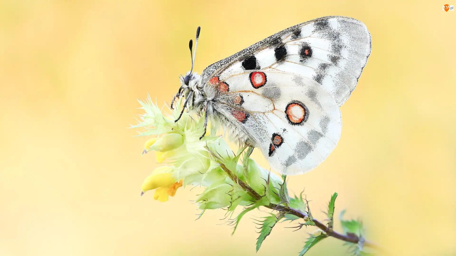 Roślina, Motyl, Niepylak apollo