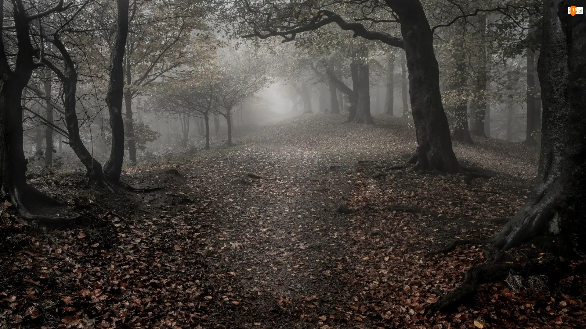 Mgła, Anglia, Jesień, Zmierzch, Hrabstwo Worcestershire, Las, Ścieżka, Wzgórza Clent Hills