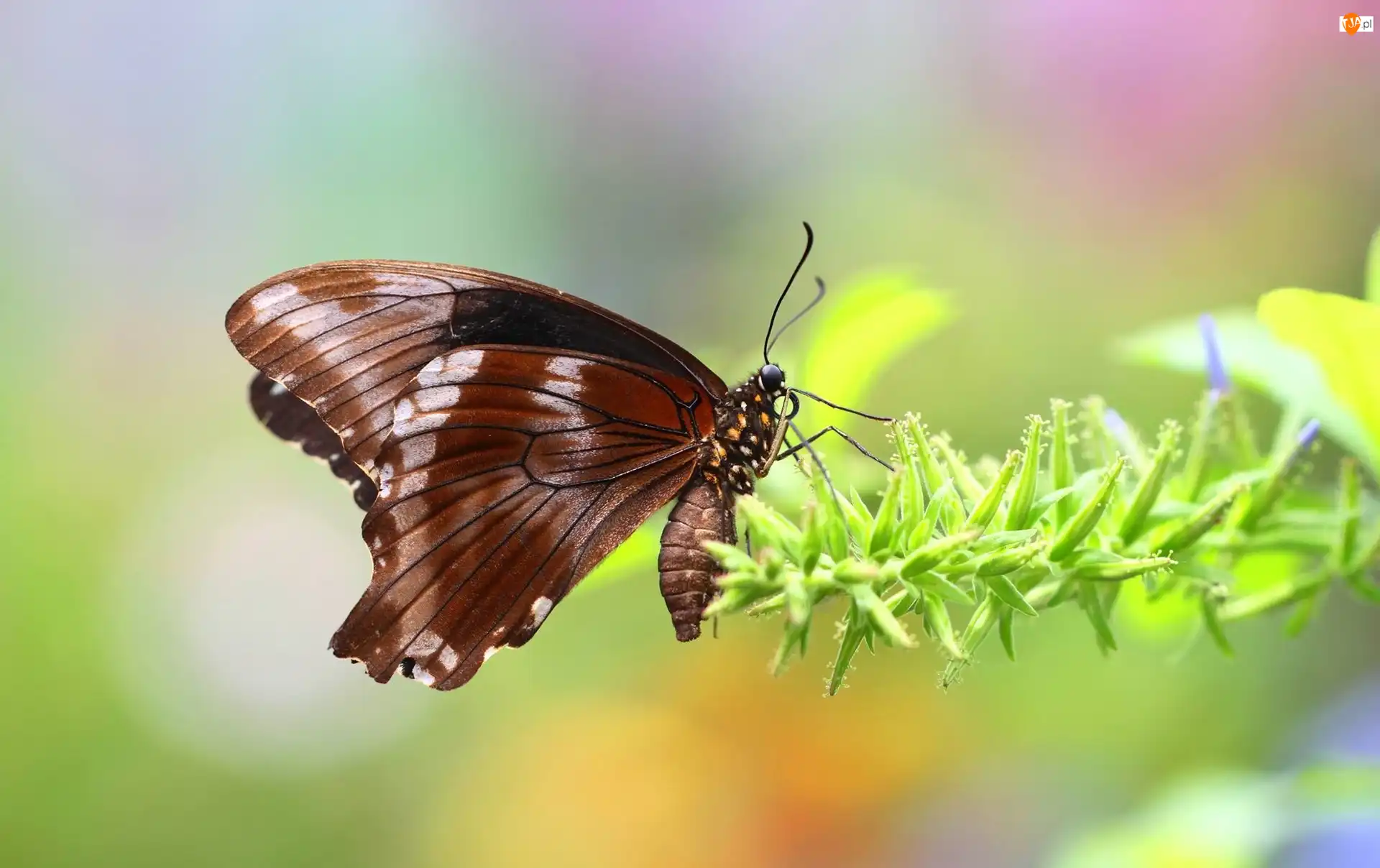 Roślina, Brązowy, Motyl