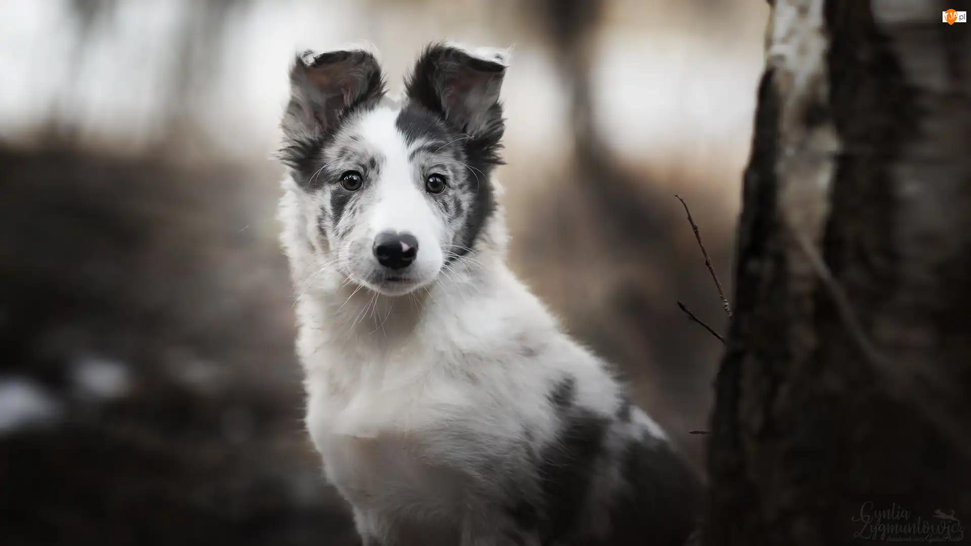 Szczeniak, Pies, Border collie