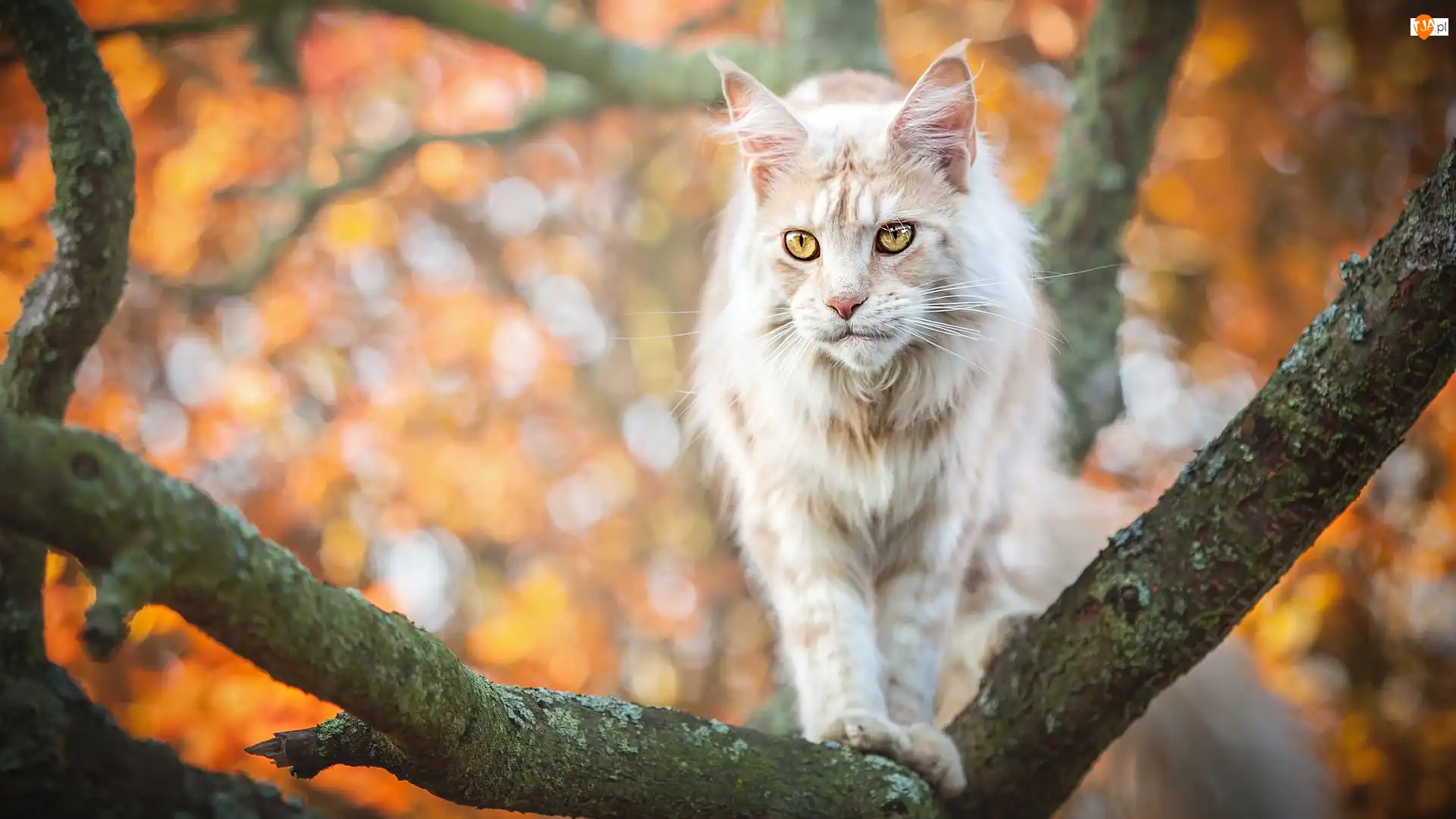 Gałęzie, Kot, Maine coon, Drzewo