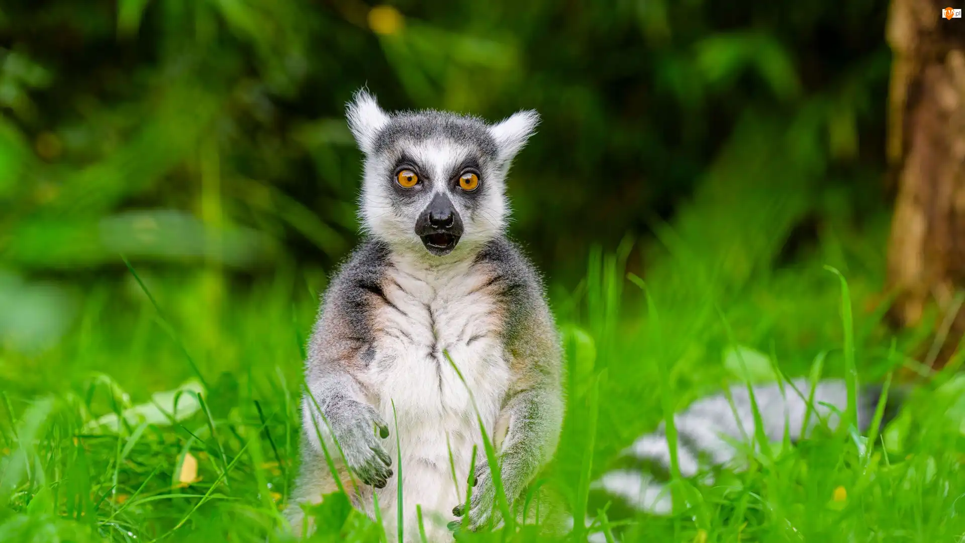 Siedzący, Lemur