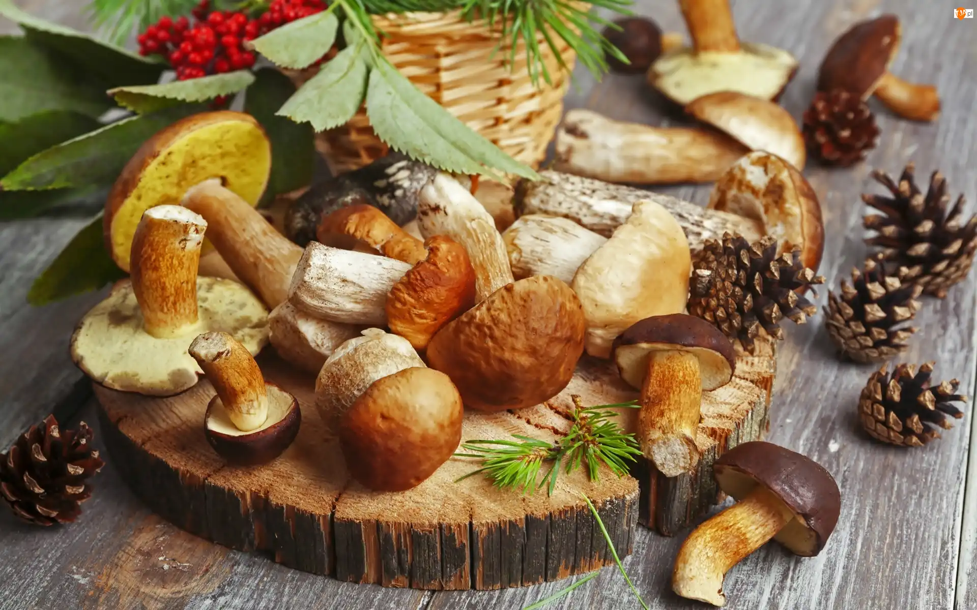 Jarzębina, Grzyby, Szyszki, Kosz