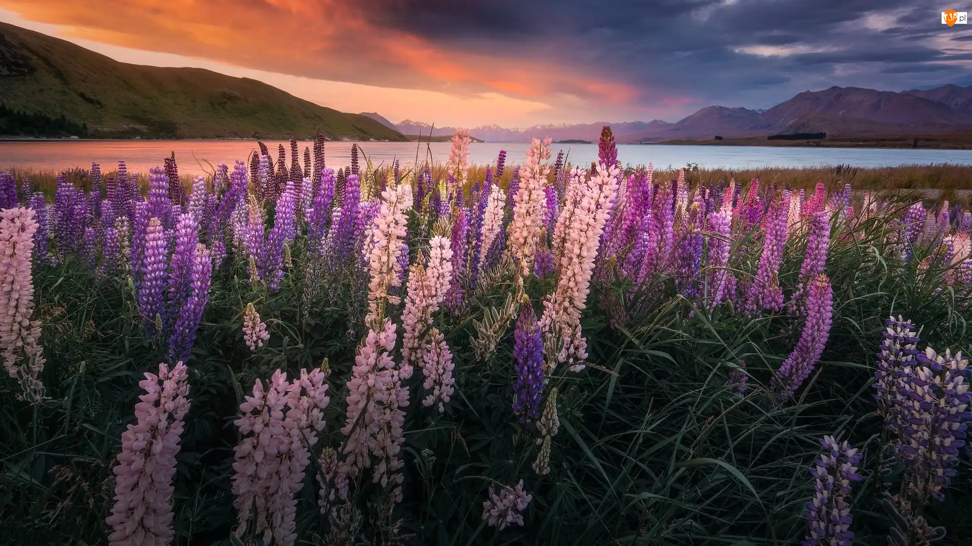 Jezioro, Tekapo, Góry, Nowa Zelandia, Zachód słońca, Łąka, Łubin