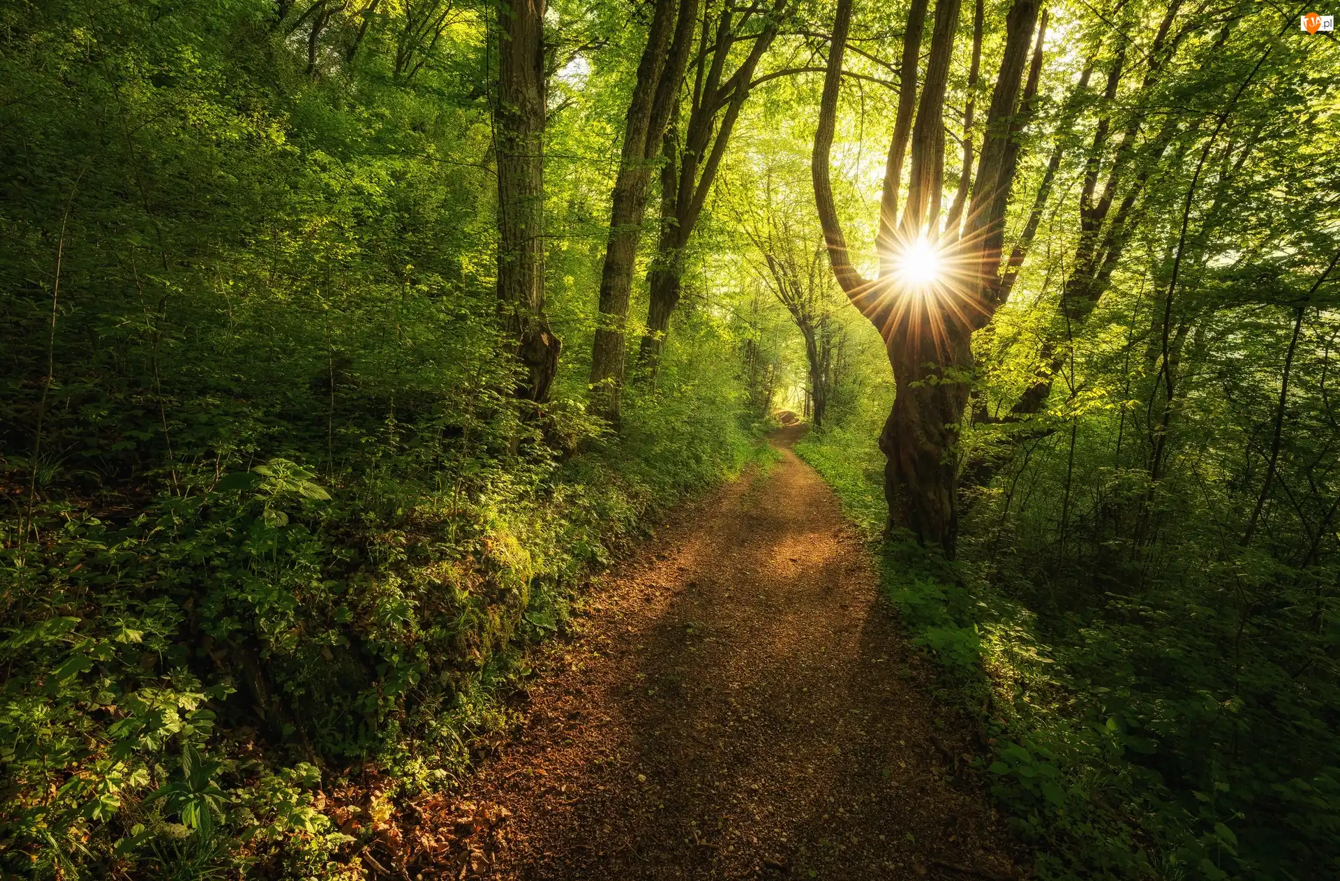 Promienie słońca, Las, Drzewa, Ścieżka