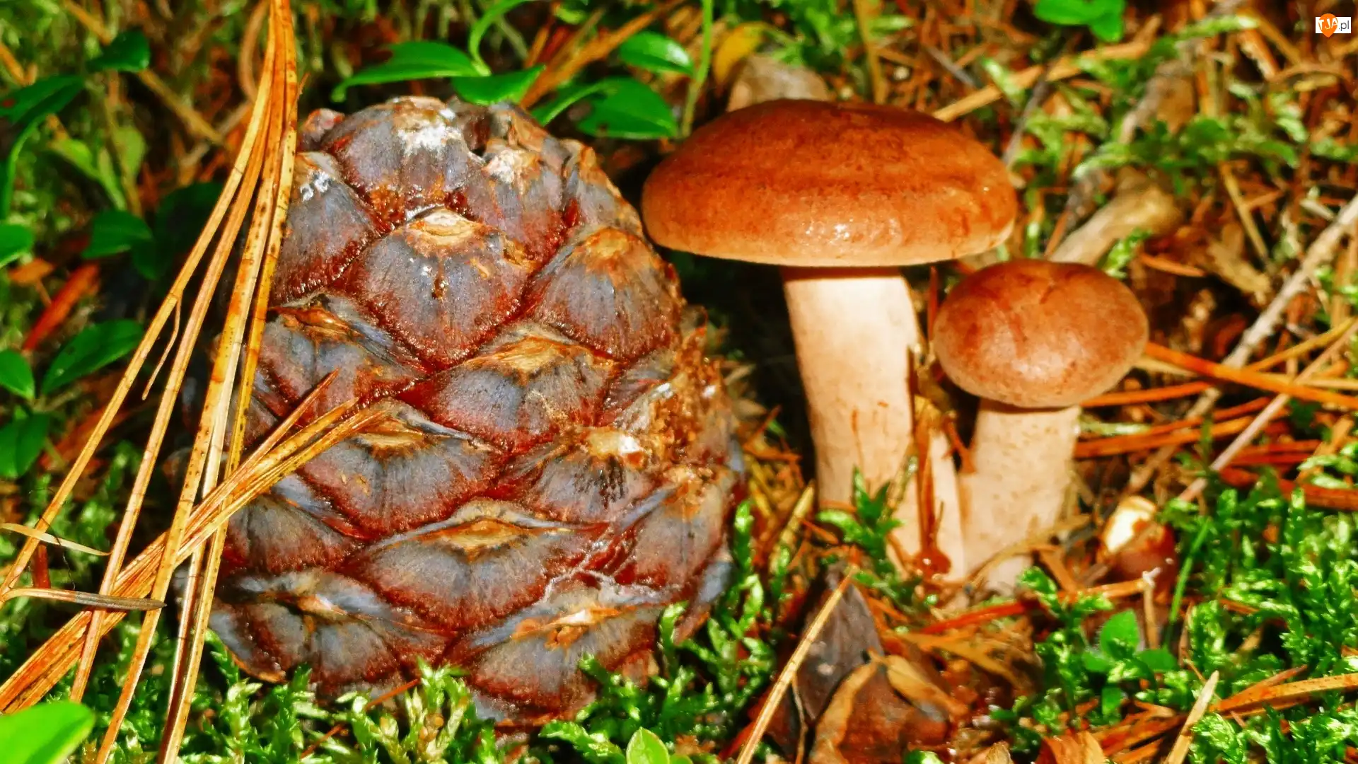 Jesień, Grzyby, Ściółka, Las