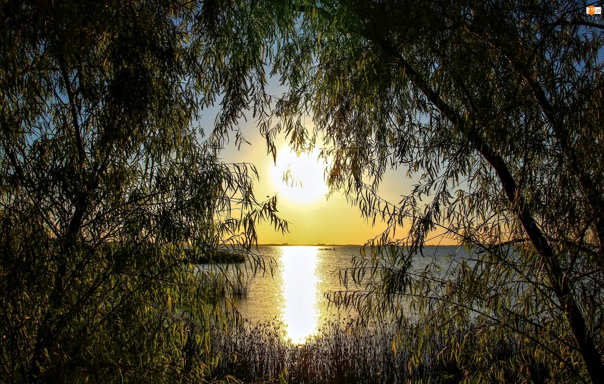 Drzewa, Jezioro, Zachód Słońca