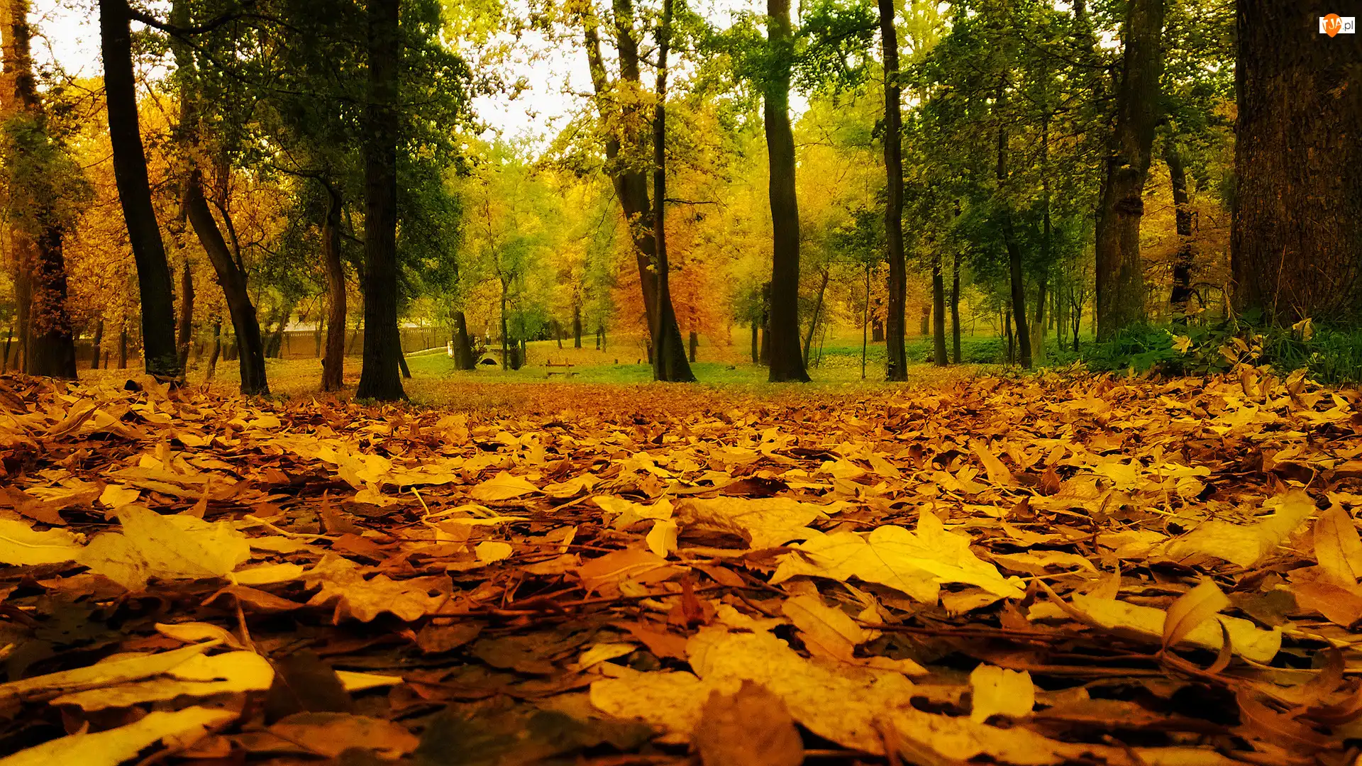 Drzewa, Liście, Park, Jesień, Kolorowe