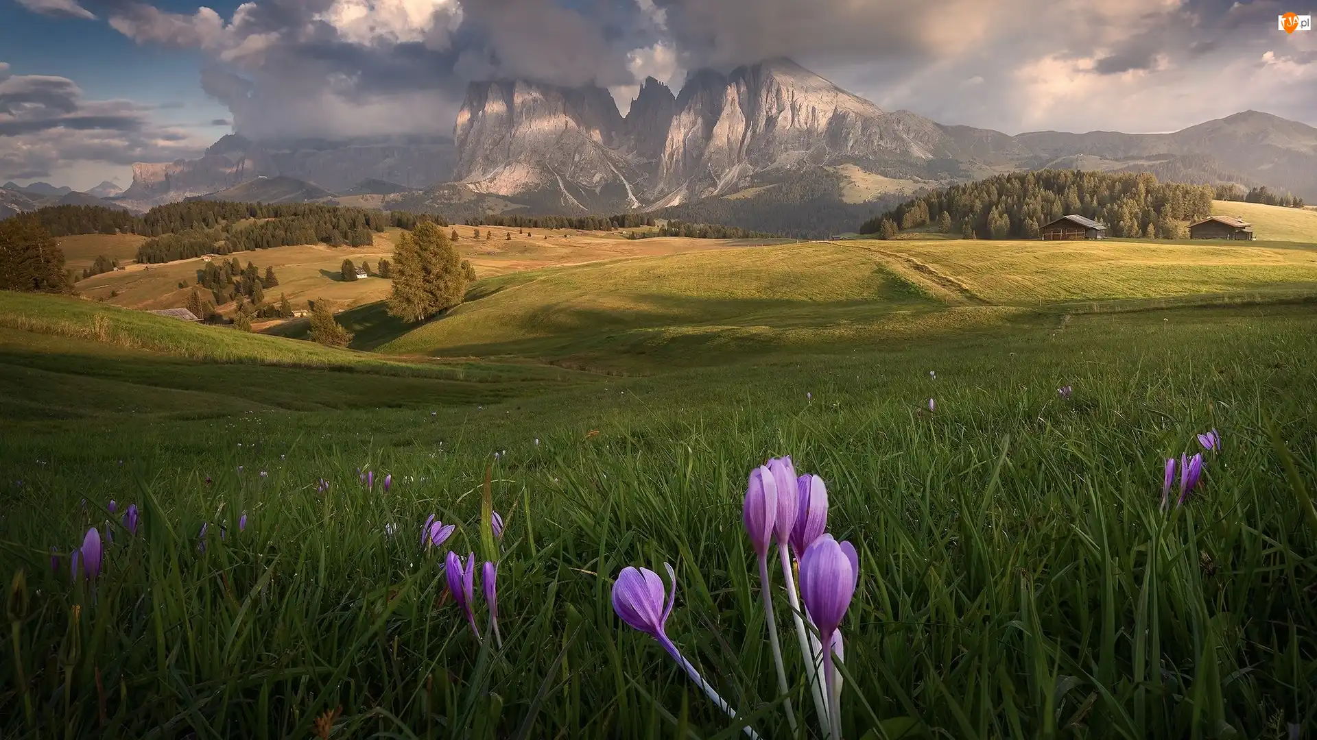 Dolomity, Sassolungo, Księżyc, Góry, Włochy, Kwiaty, Seiser Alm, Drzewa, Drewniane, Płaskowyż, Krokusy, Dolina, Val Gardena, Łąka, Domy