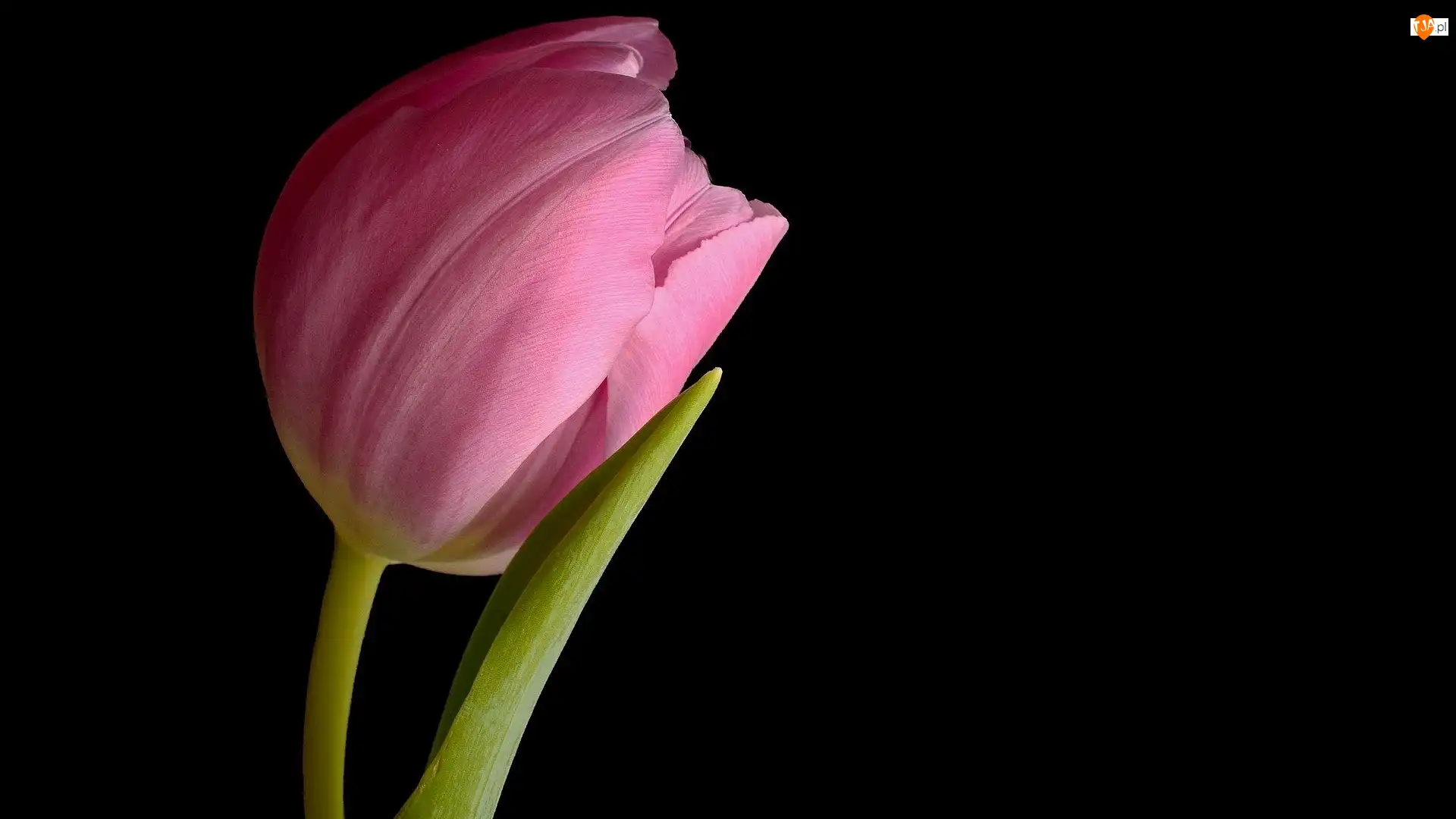 Tło, Różowy, Tulipan, Ciemne