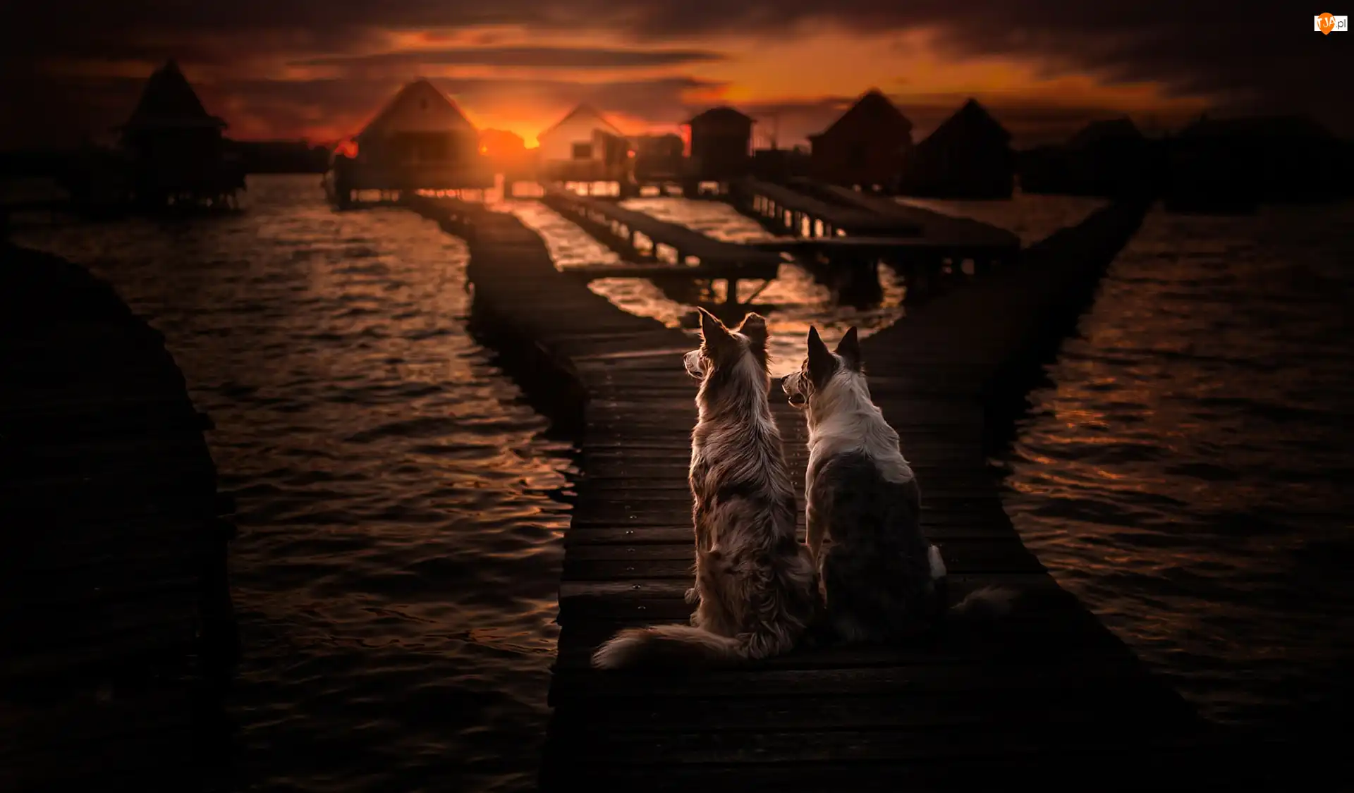 Kładka, Morze, Zachód słońca, Pomost, Border collie