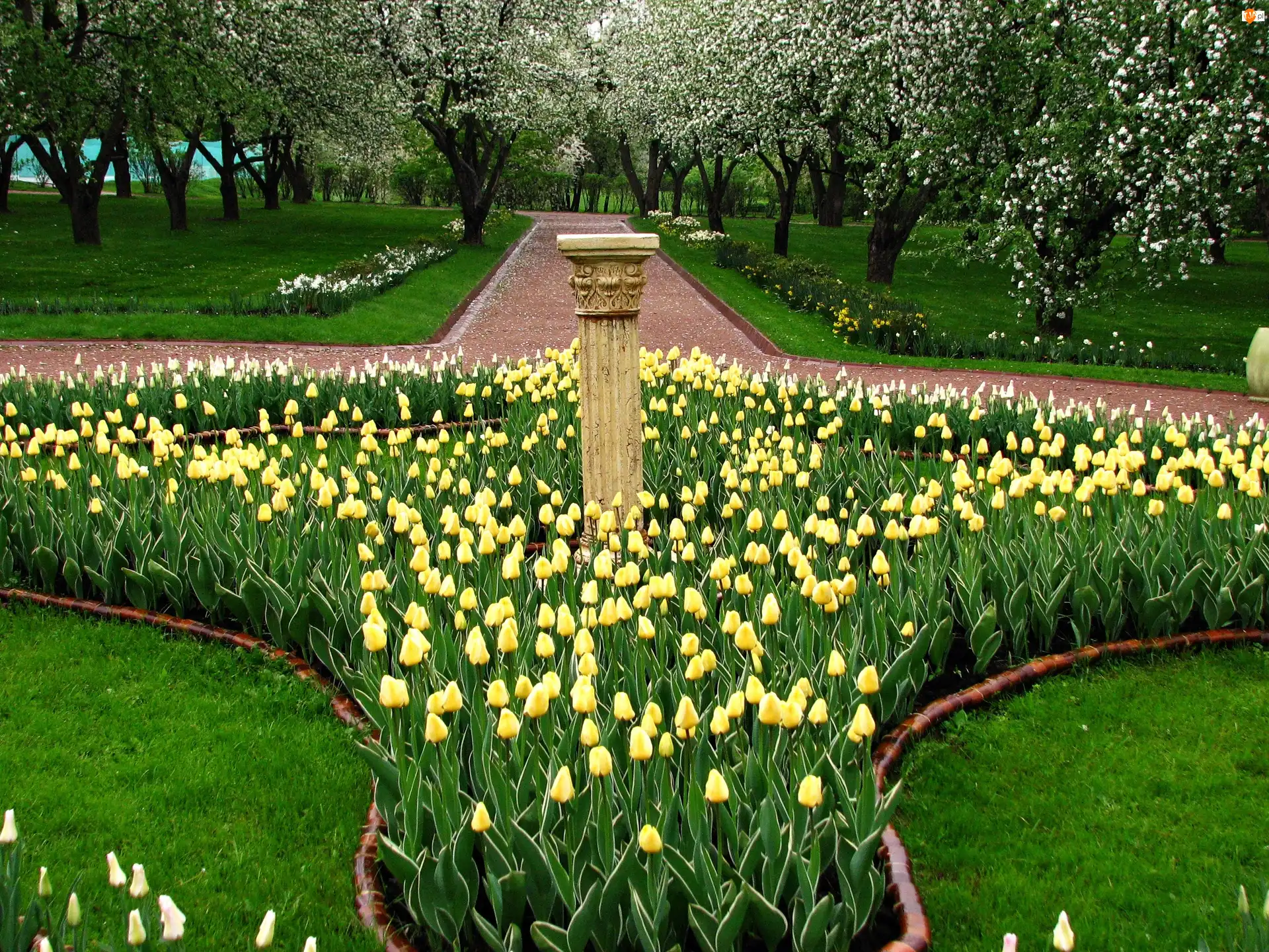 Tulipany, Park, Wiosna, Żółte