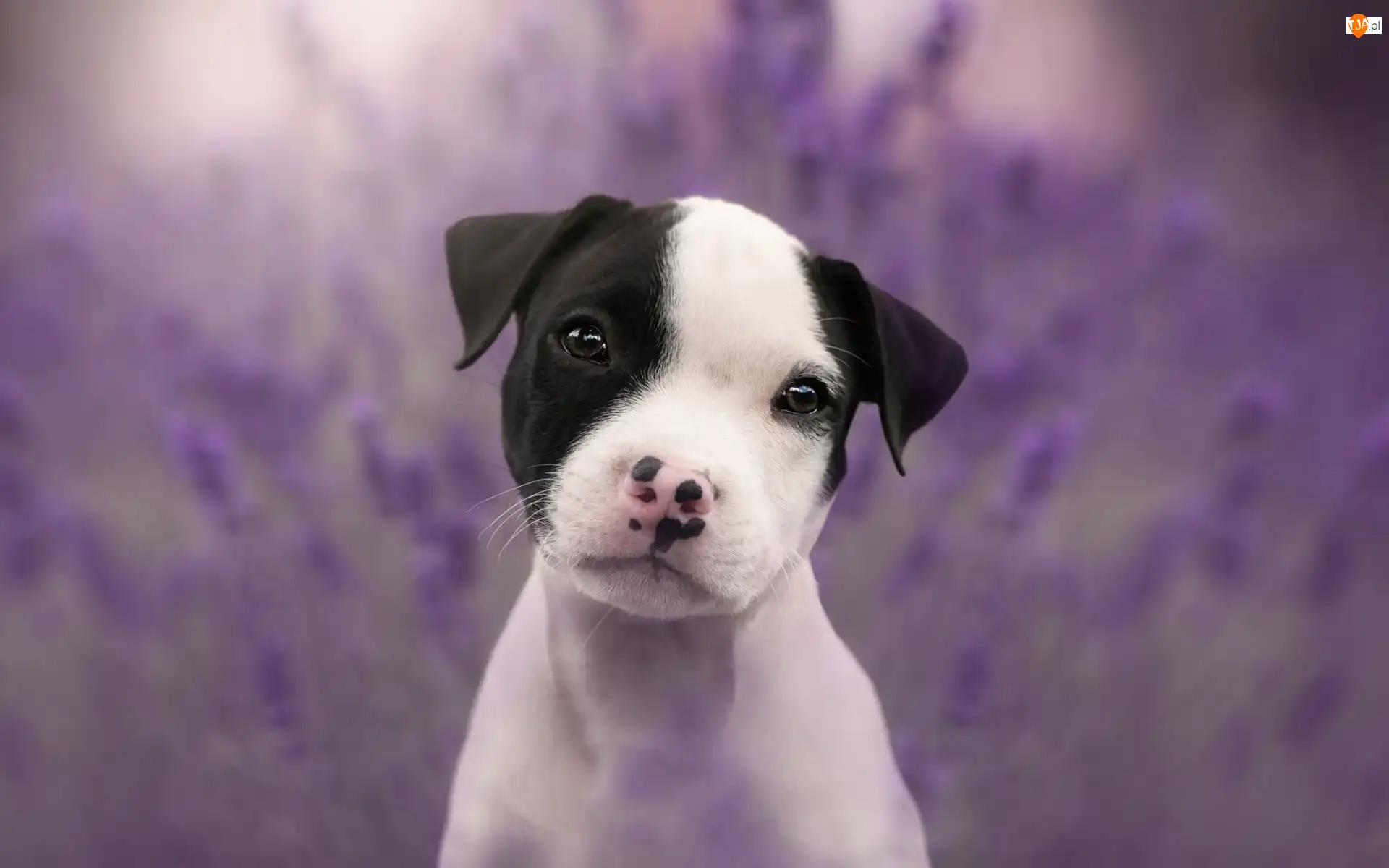 Staffordshire Bull Terrier, Pies, Słodki, Szczeniak
