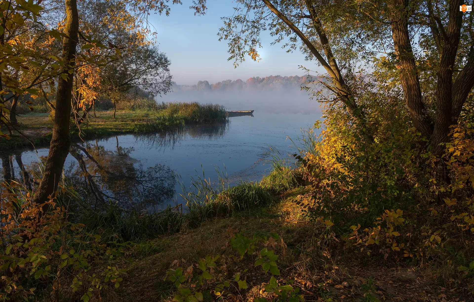 Rośliny, Jezioro, Mgła, Drzewa