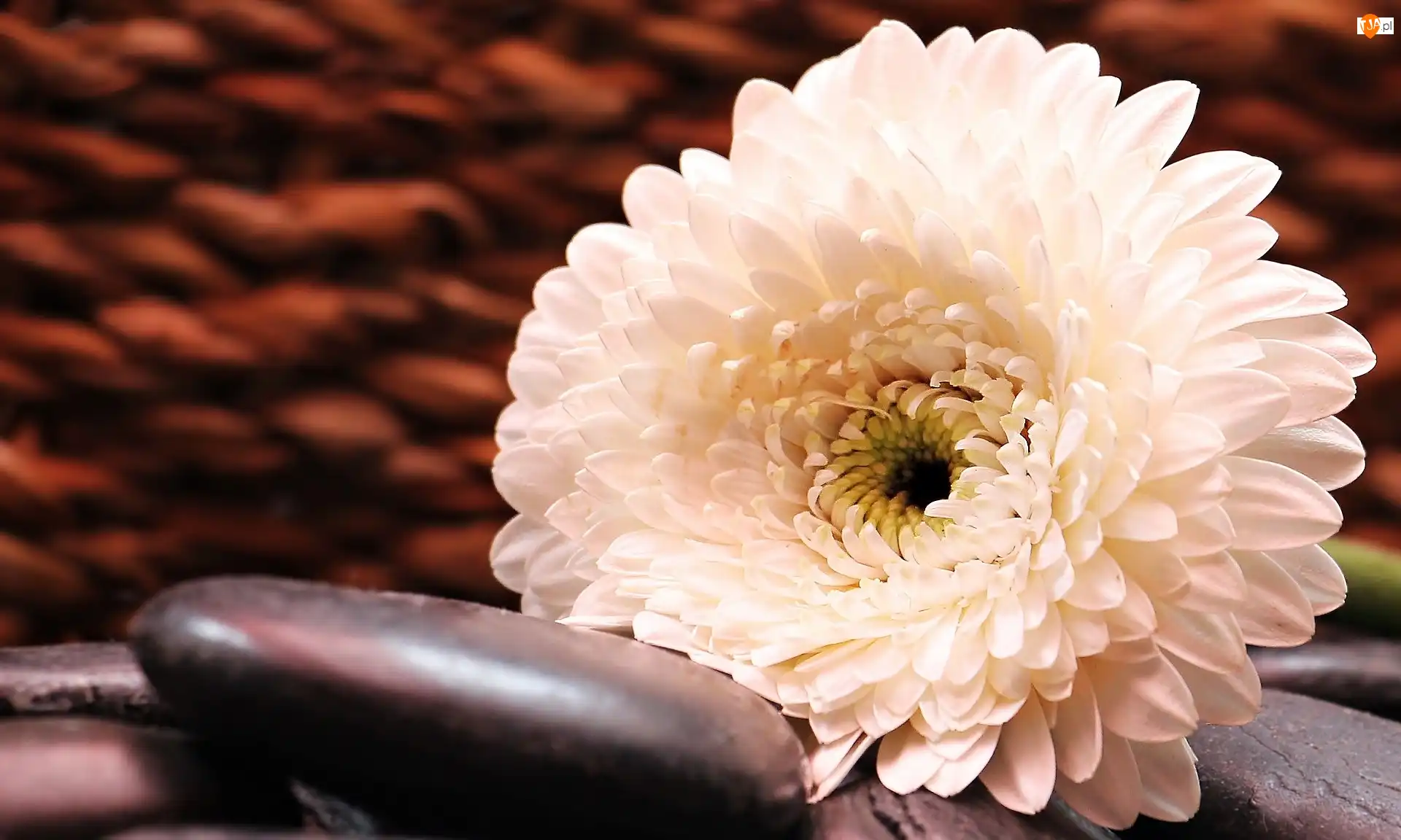 Kamień, Kwiat, Gerbera, Biała
