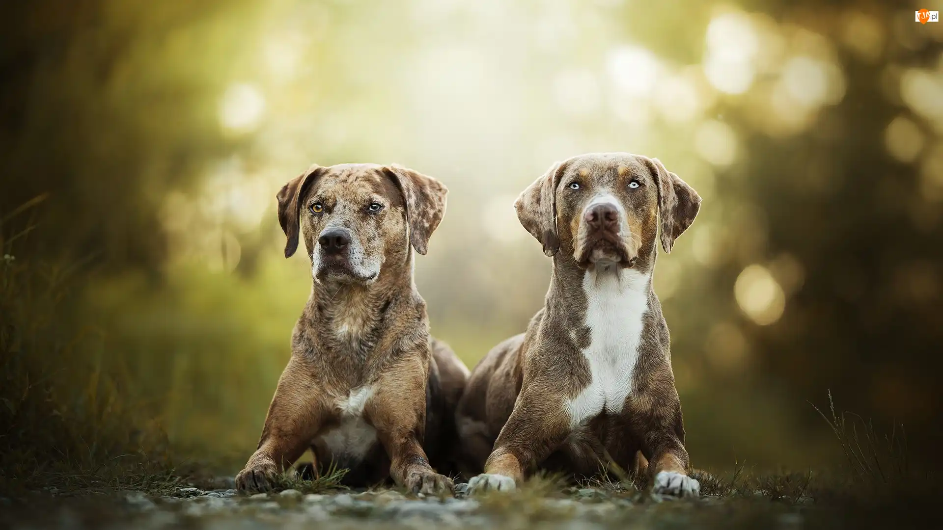 Catahoula leopard dog, Tło, Psy, Dwa, Rozmyte