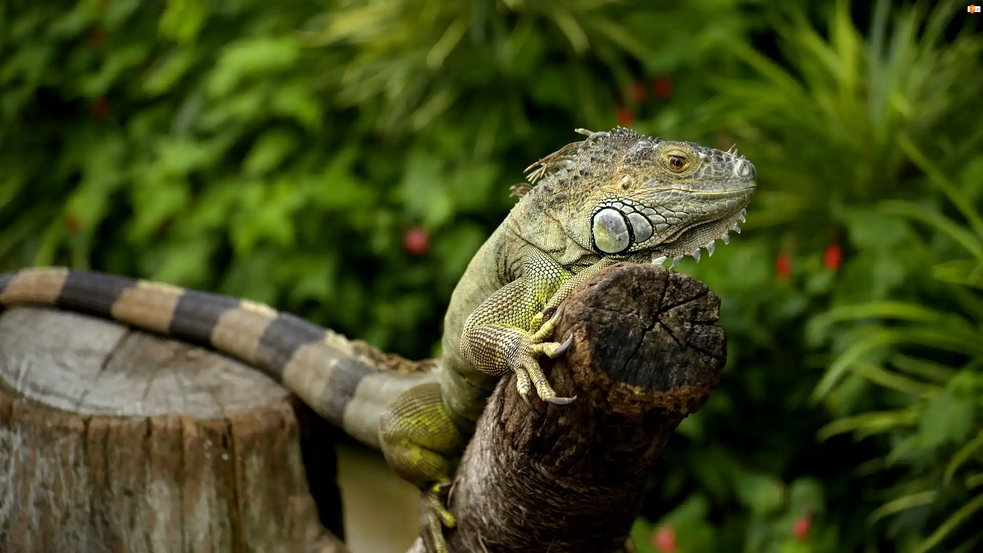 Drzewa, Iguana, Legwan zielony, Pień