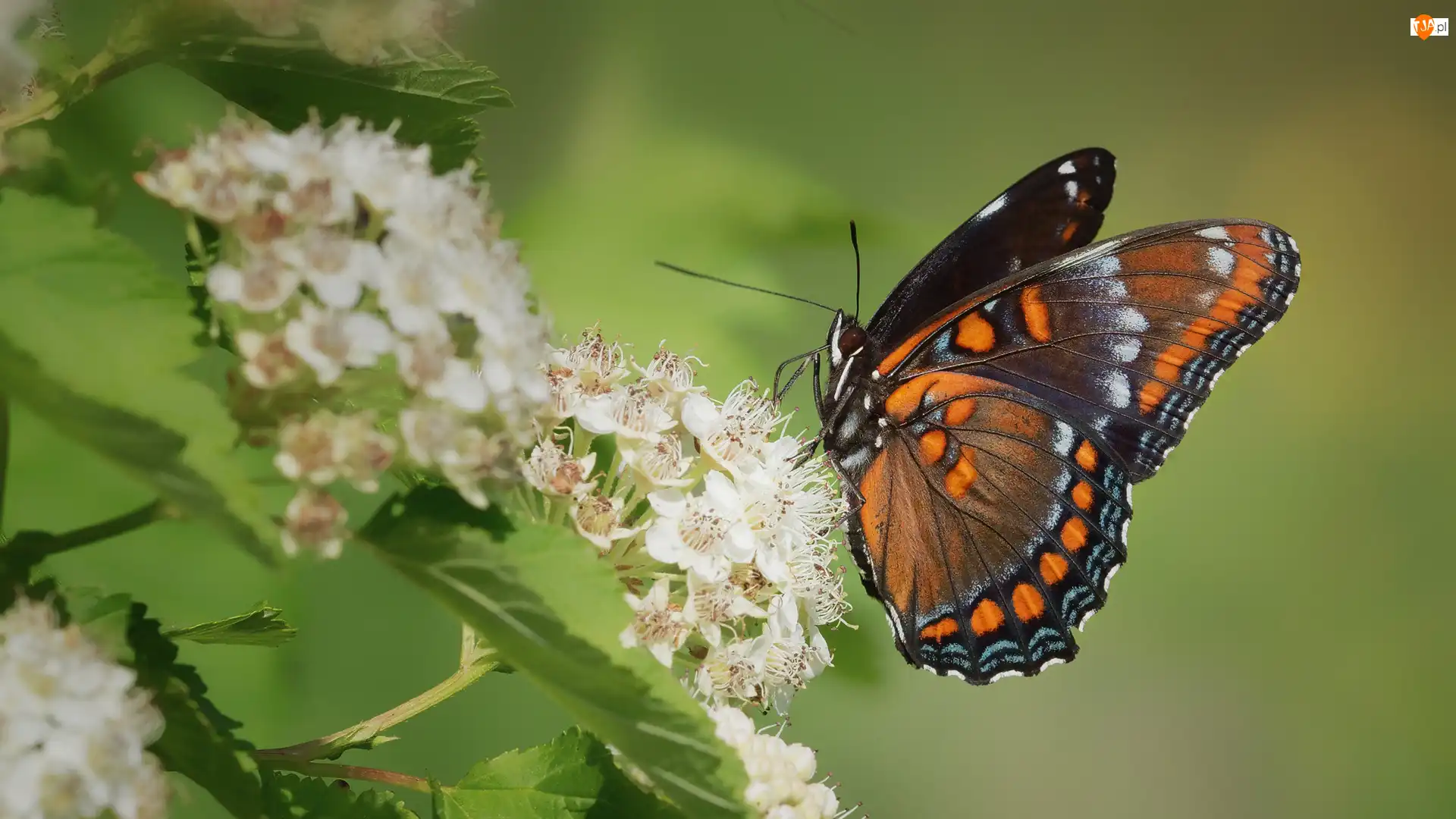 Limenitis arthemis, Kwiaty, Admirał purpurowy, Motyl, Białe