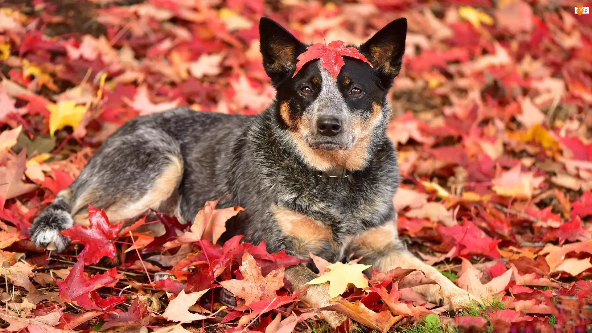 Liście, Pies, Australian cattle dog