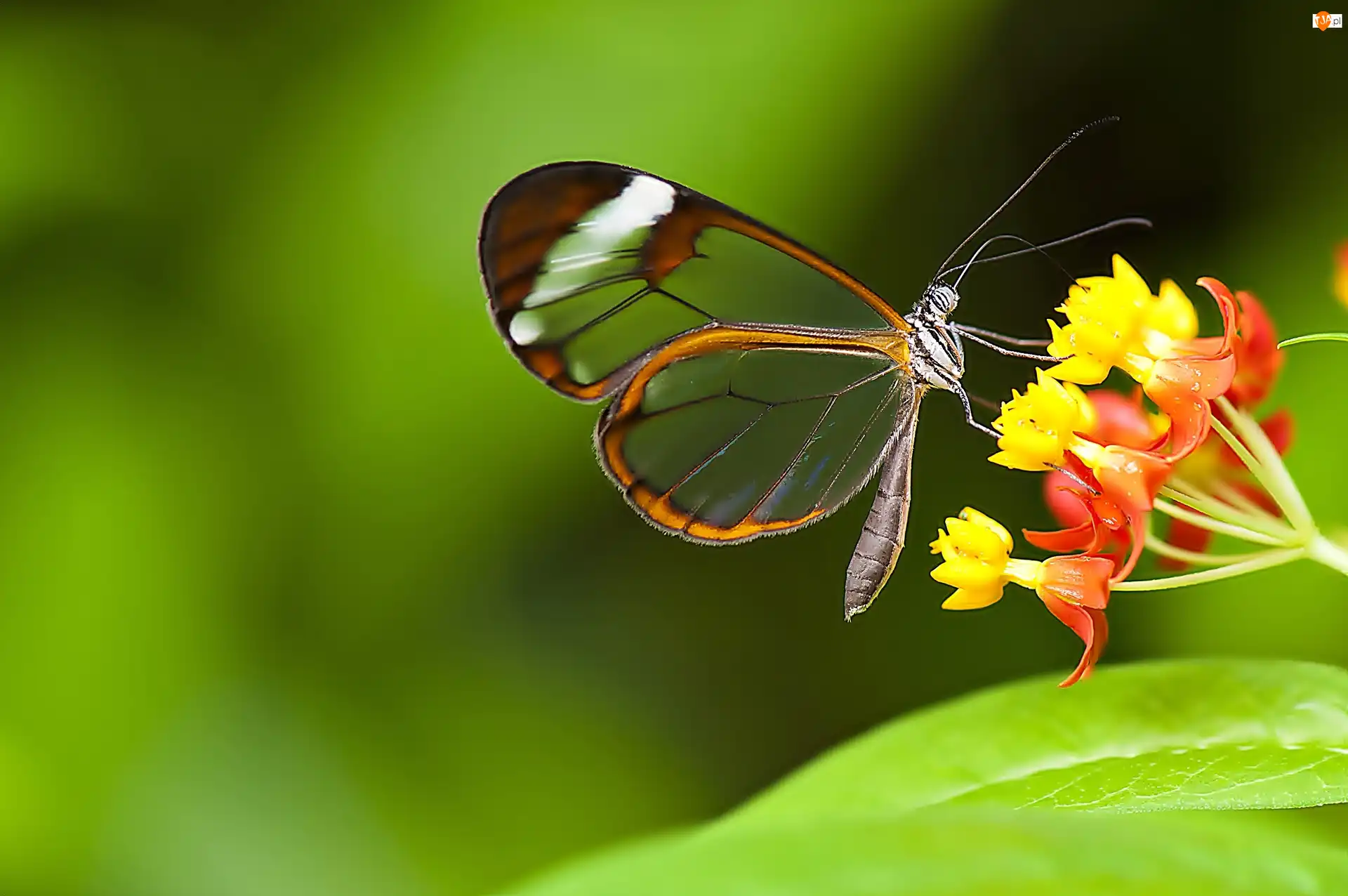 Kwiat, Motyl