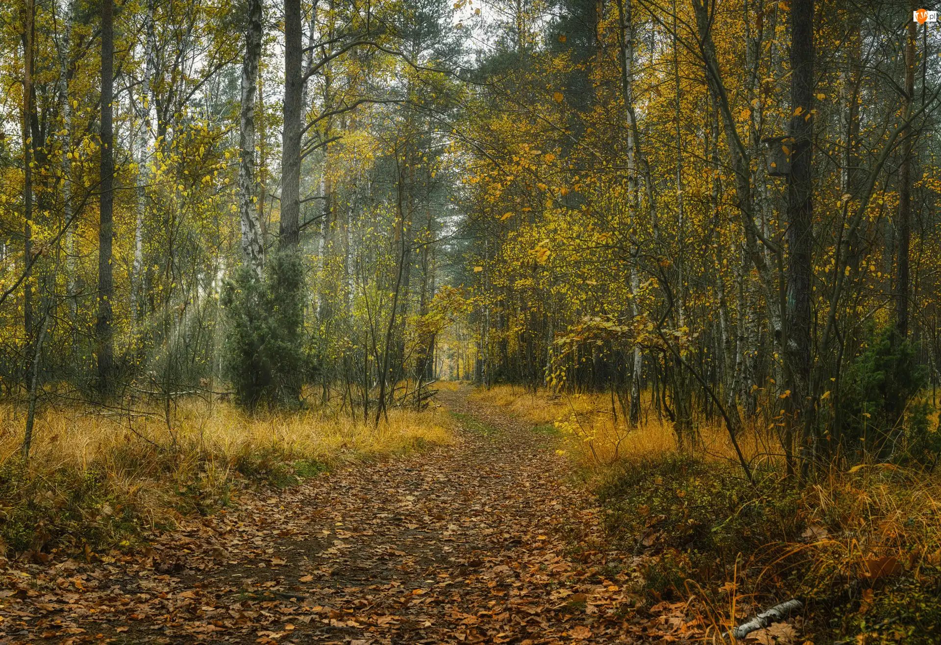 Las, Jesień, Liście, Promienie słońca, Opadłe, Ścieżka