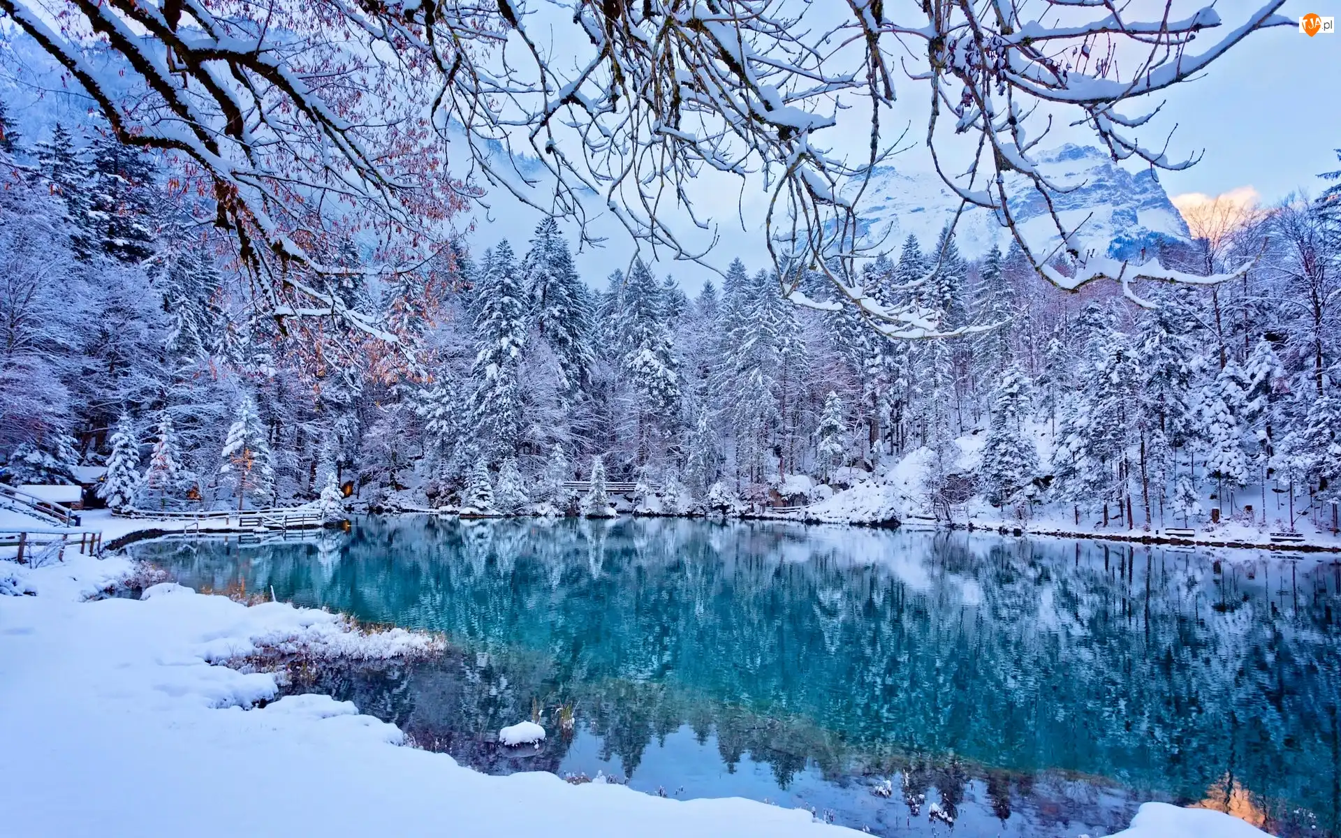 Jezioro, Blausee, Ośnieżone, Szwajcaria, Gałęzie, Drzewa, Zima