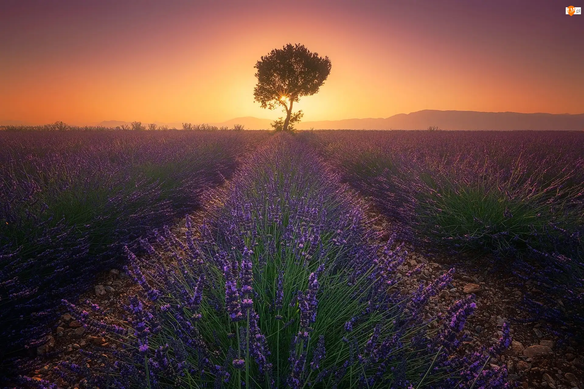 Prowansja, Valensole, Drzewo, Francja, Lawenda, Pole, Zachód słońca