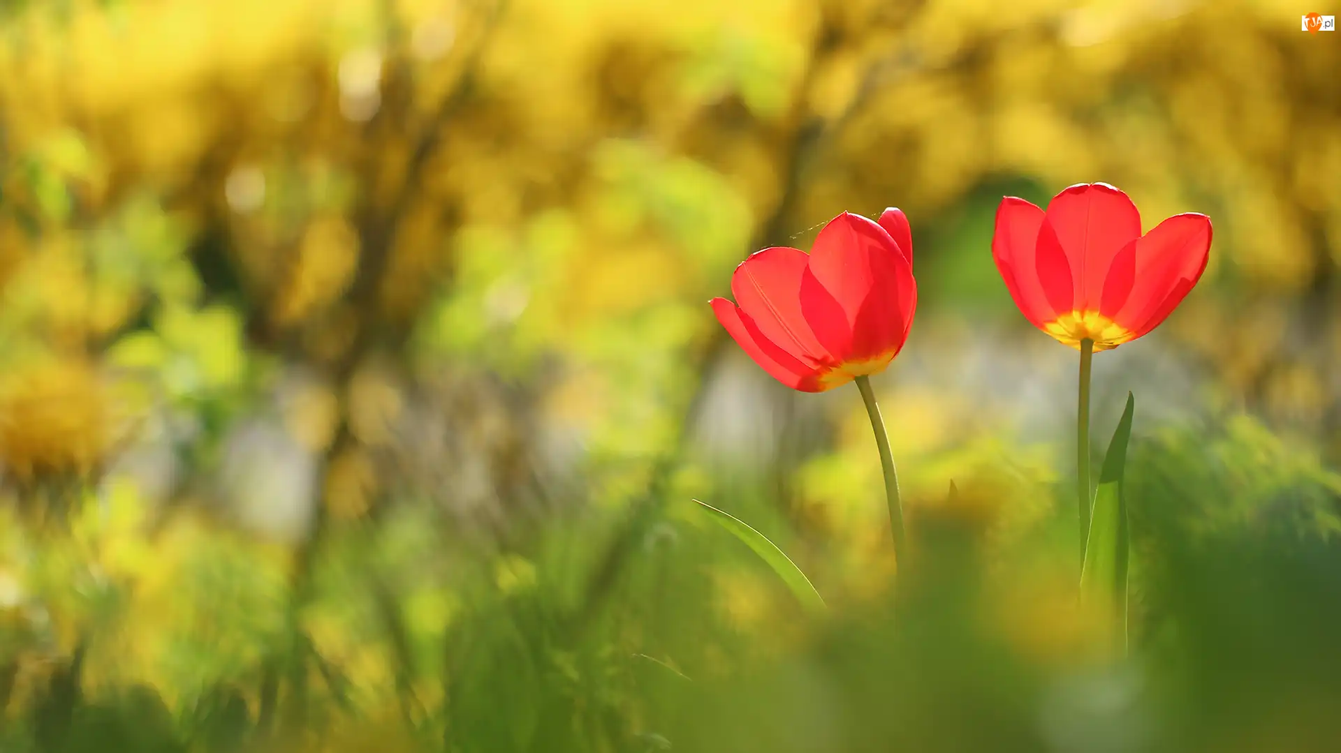 Kwiaty, Tulipany, Czerwone, Dwa