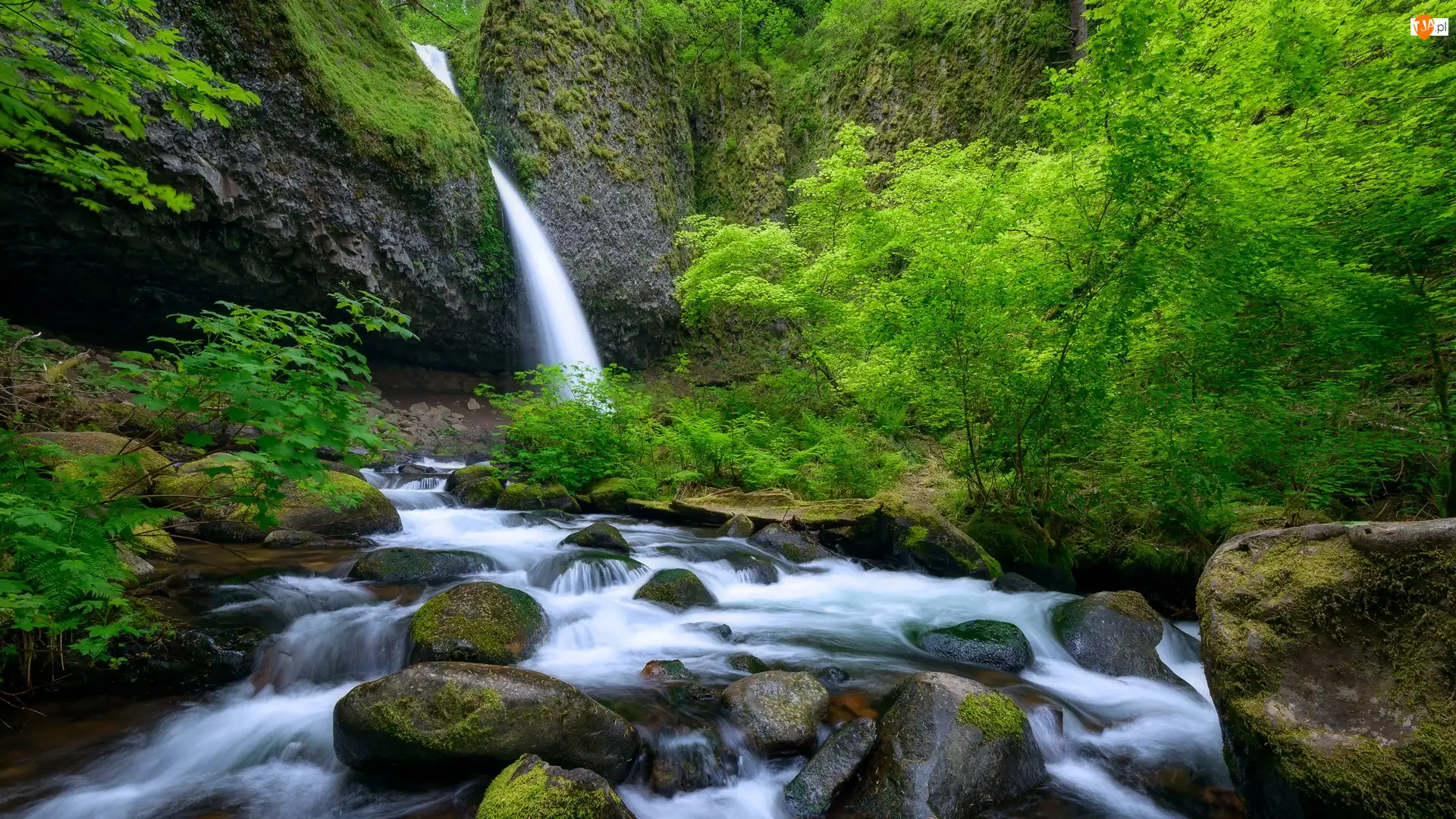 Stany Zjednoczone, Krzewy, Rośliny, Zielone, Upper Horsetail Falls, Wodospad, Skały, Rzeka, Kamienie, Oregon