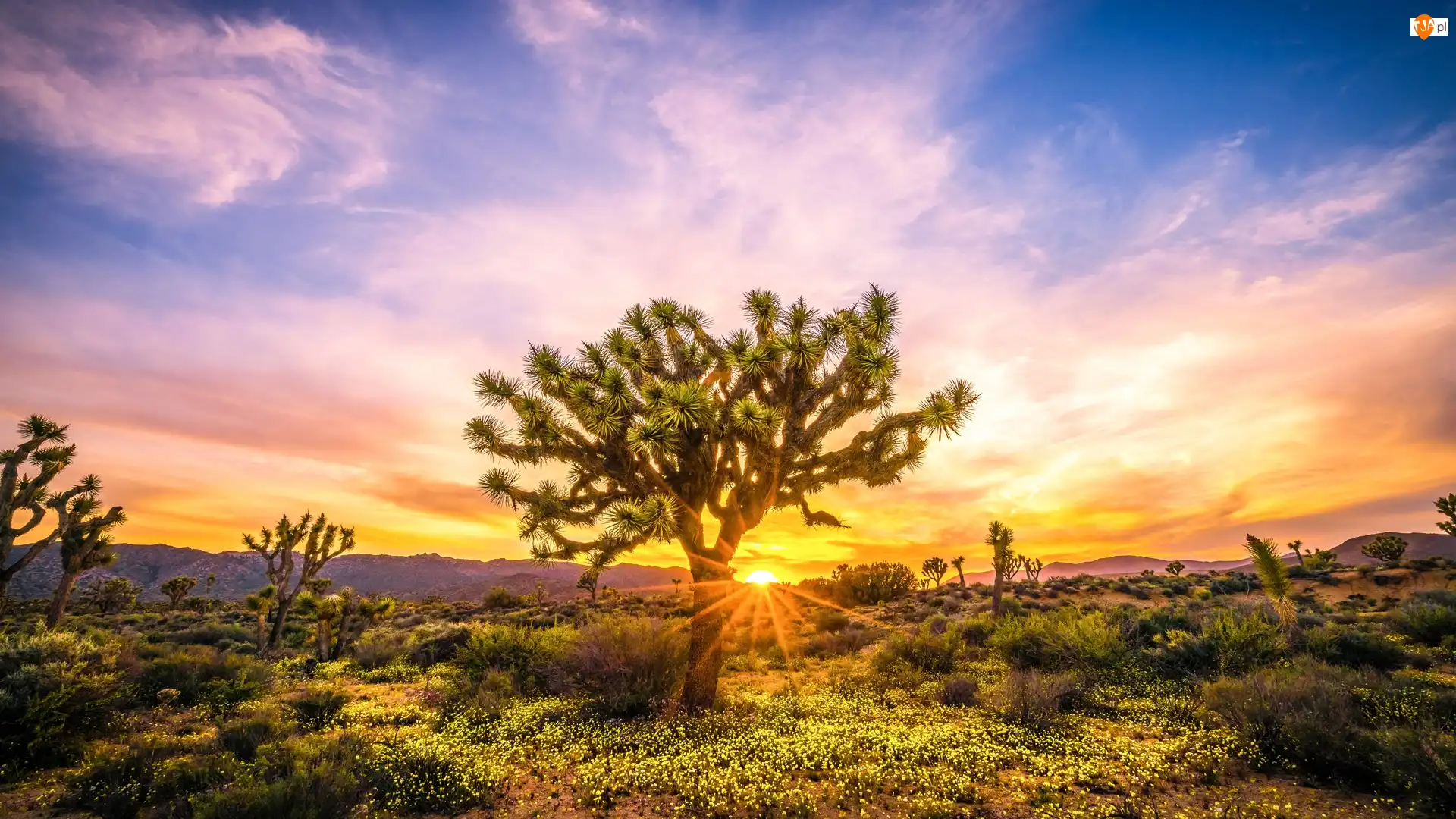 Stan Kalifornia, Park Narodowy Joshua Tree, Wschód słońca, Stany Zjednoczone, Roślinność, Drzewo Jozuego, Jukki krótkolistne
