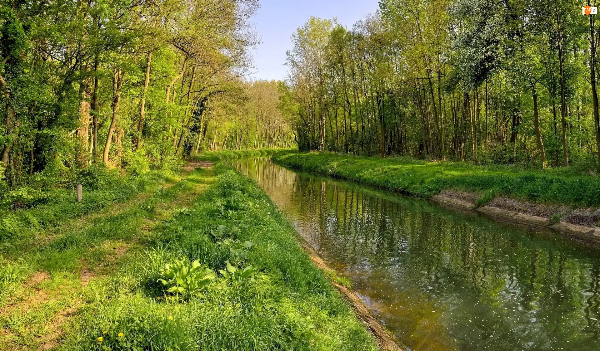 Rzeka, Las, Drzewa, Roślinność