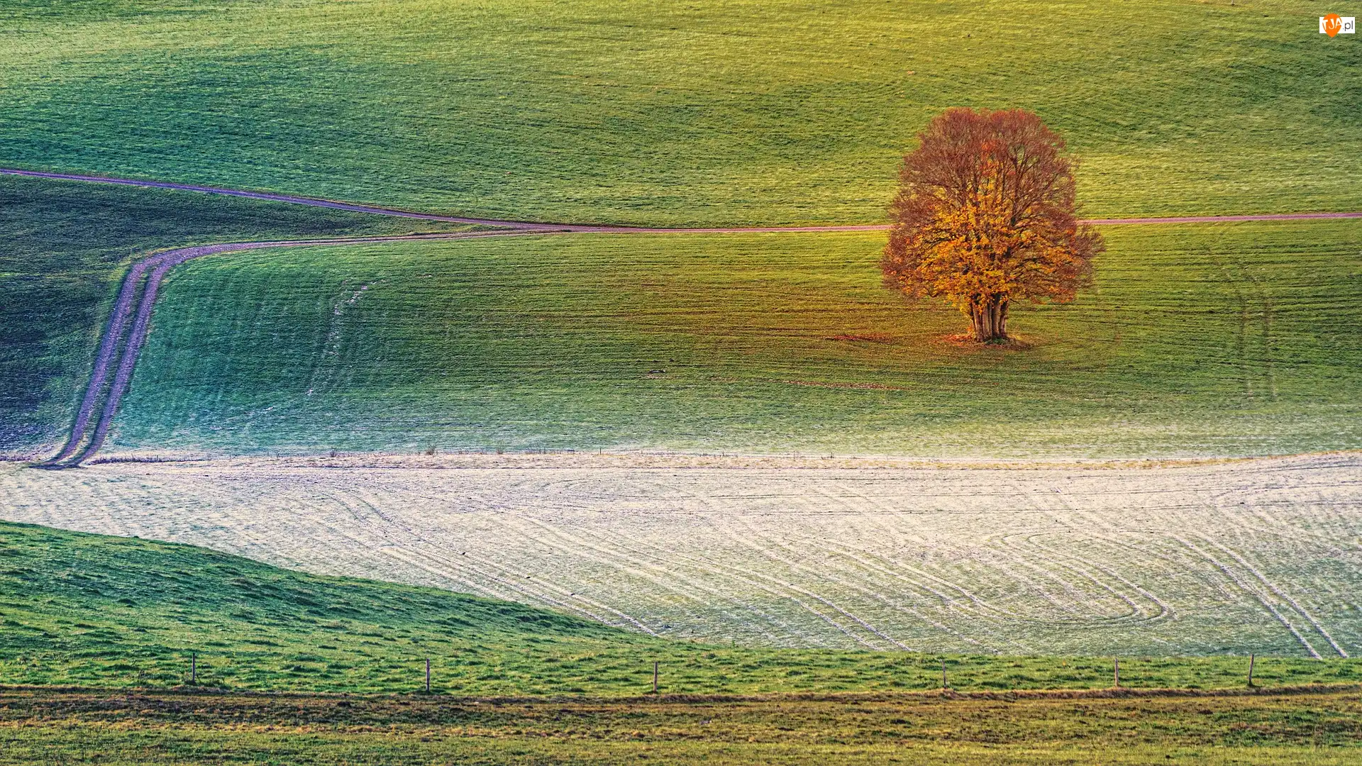 Szron, Jesień, Pole, Drzewo